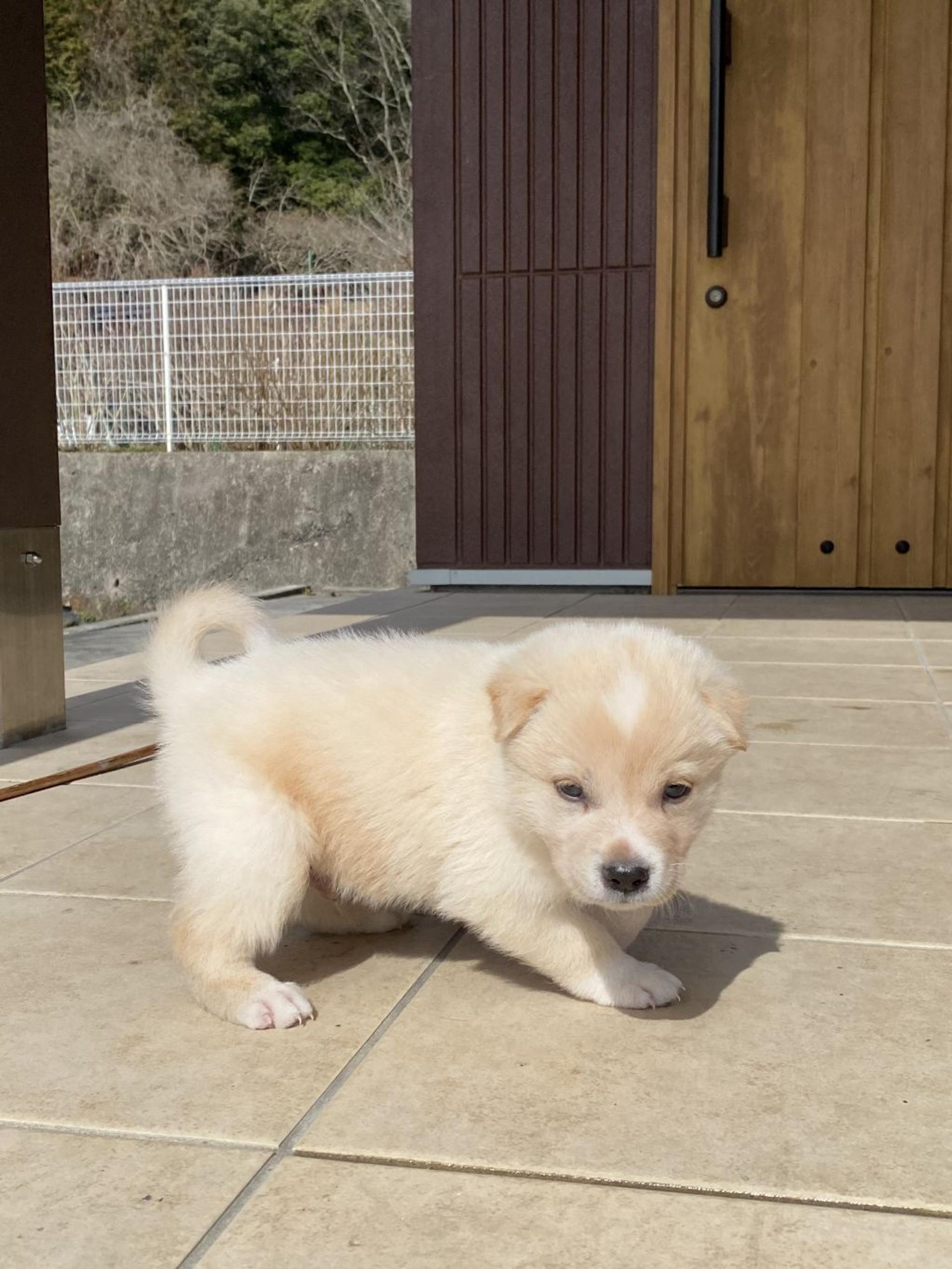 pet-image-3