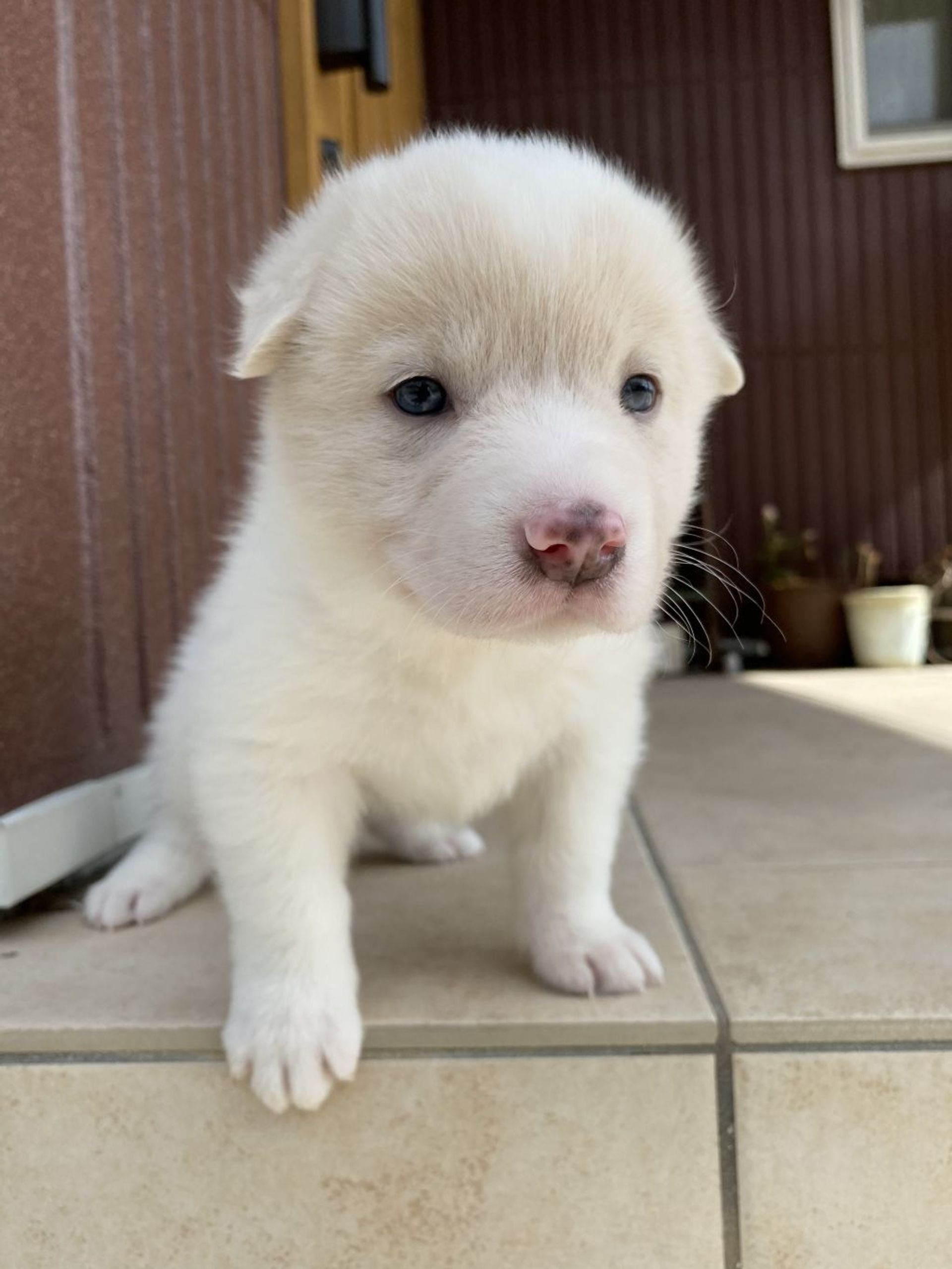 雑種（ミックス犬）・メスの里親募集の写真