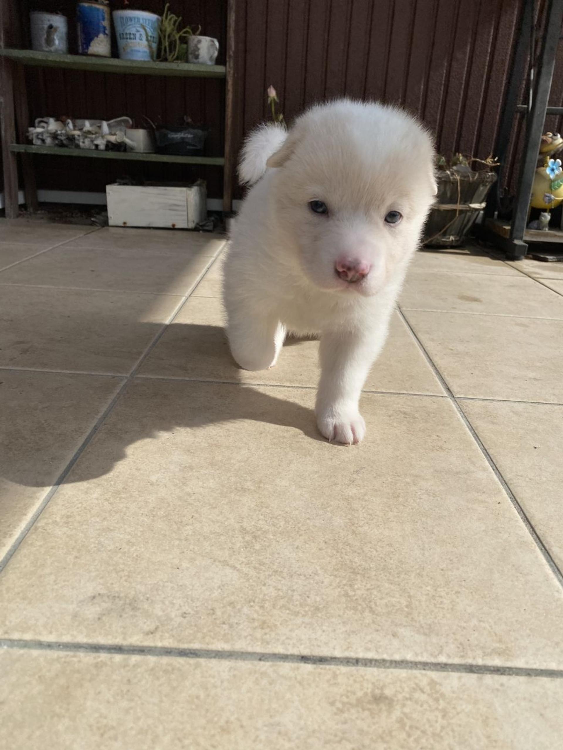 pet-image-3