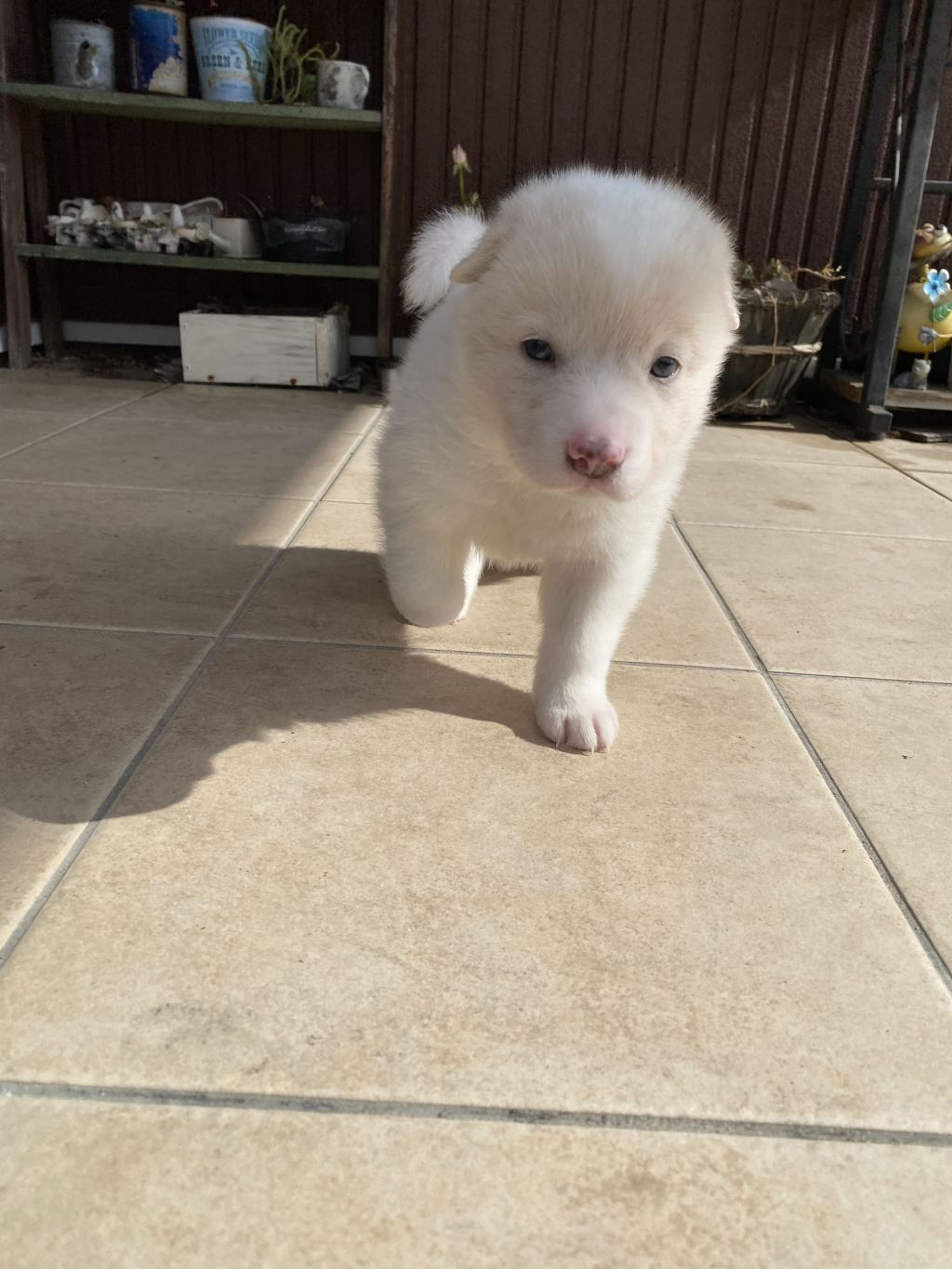 pet-image-3