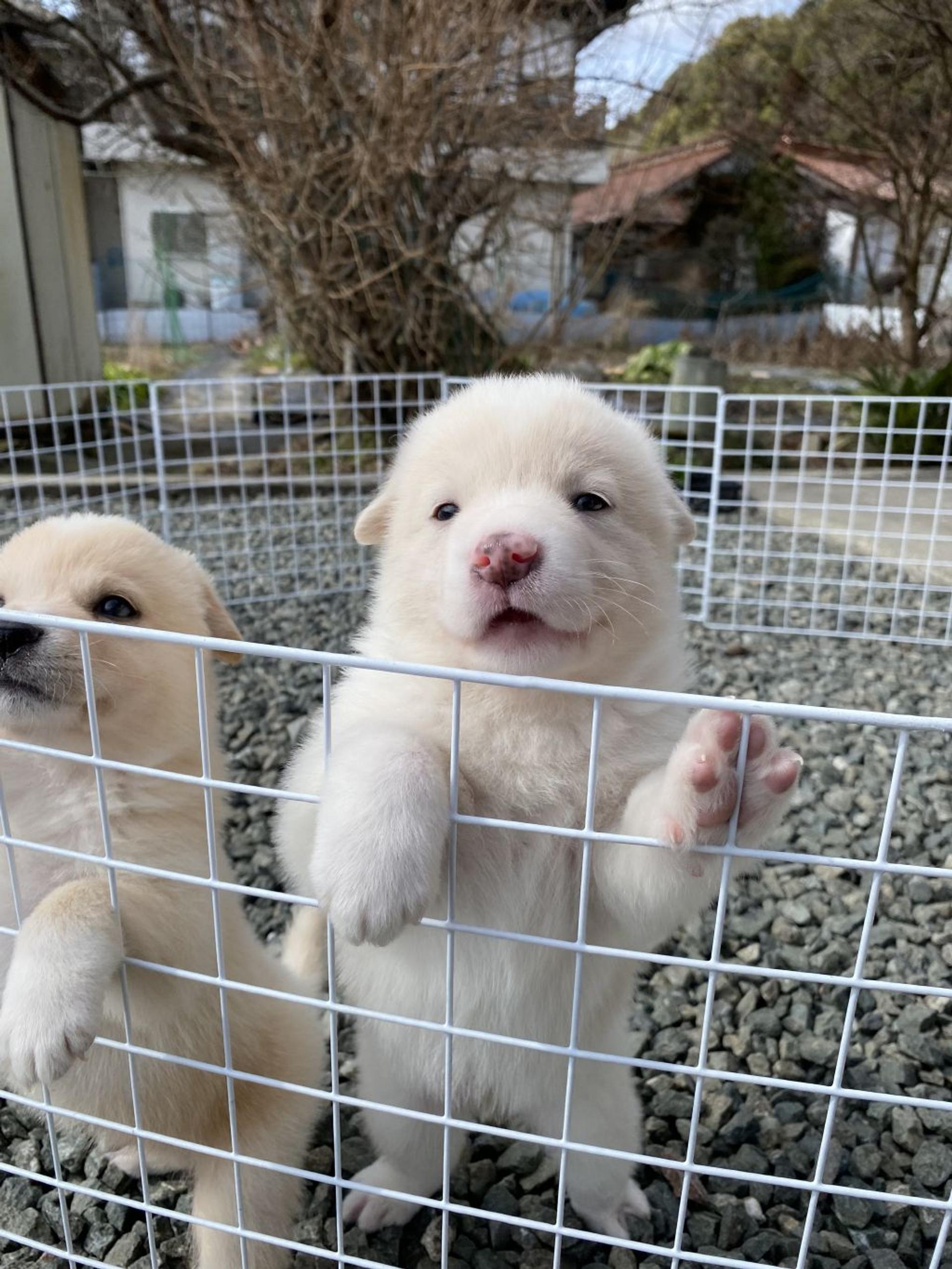 pet-image-4