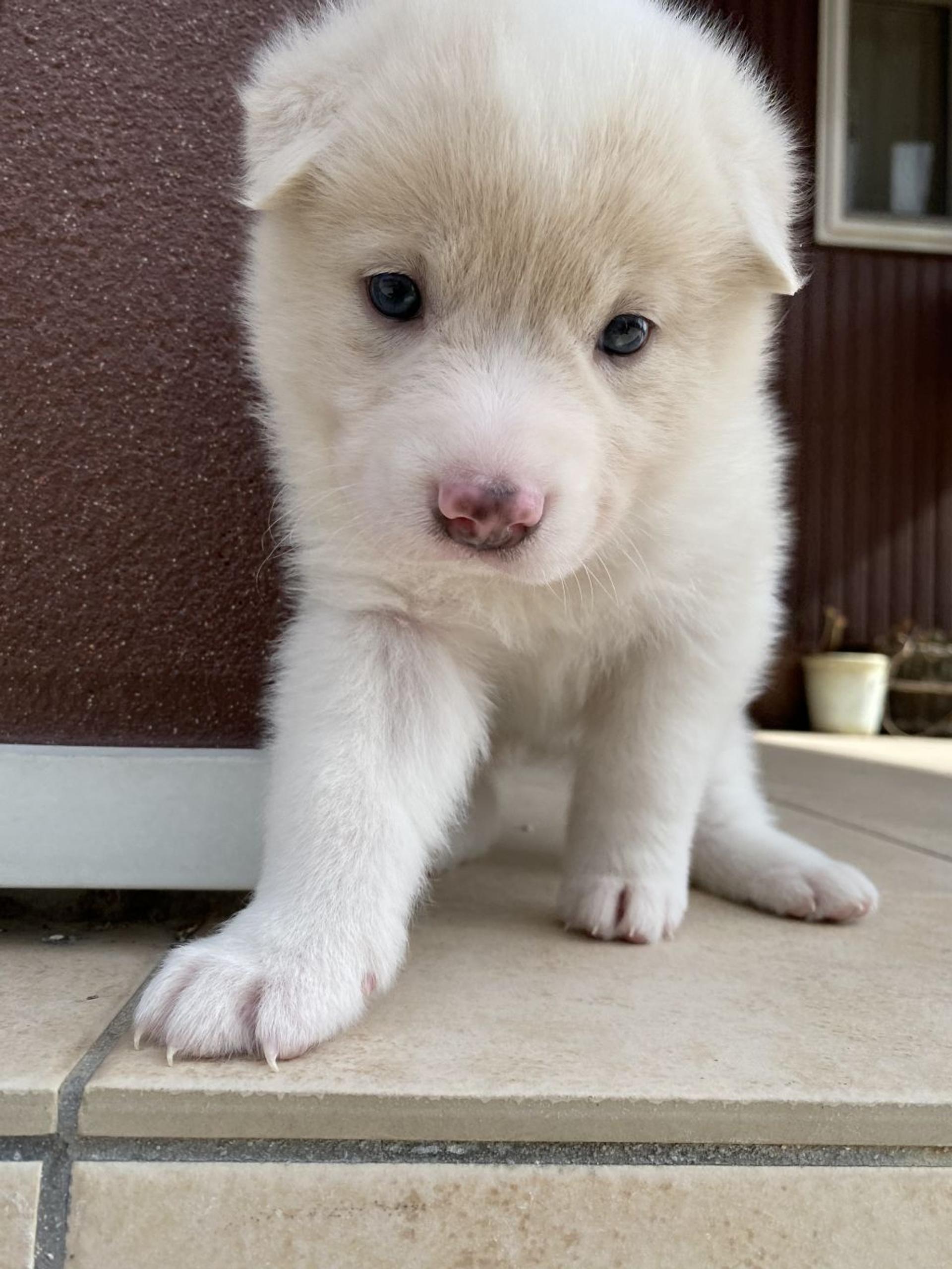 pet-image-5