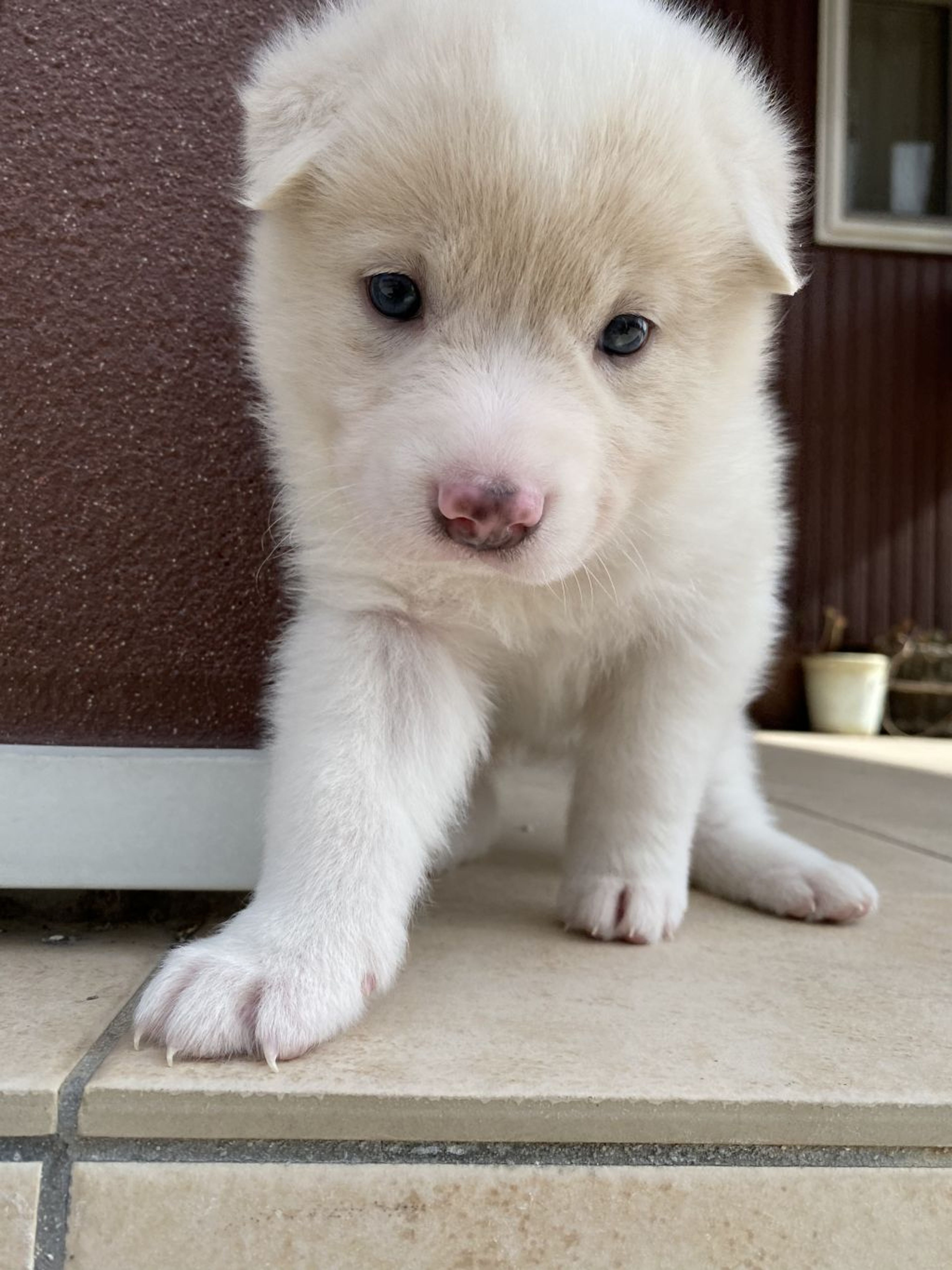 pet-image-5