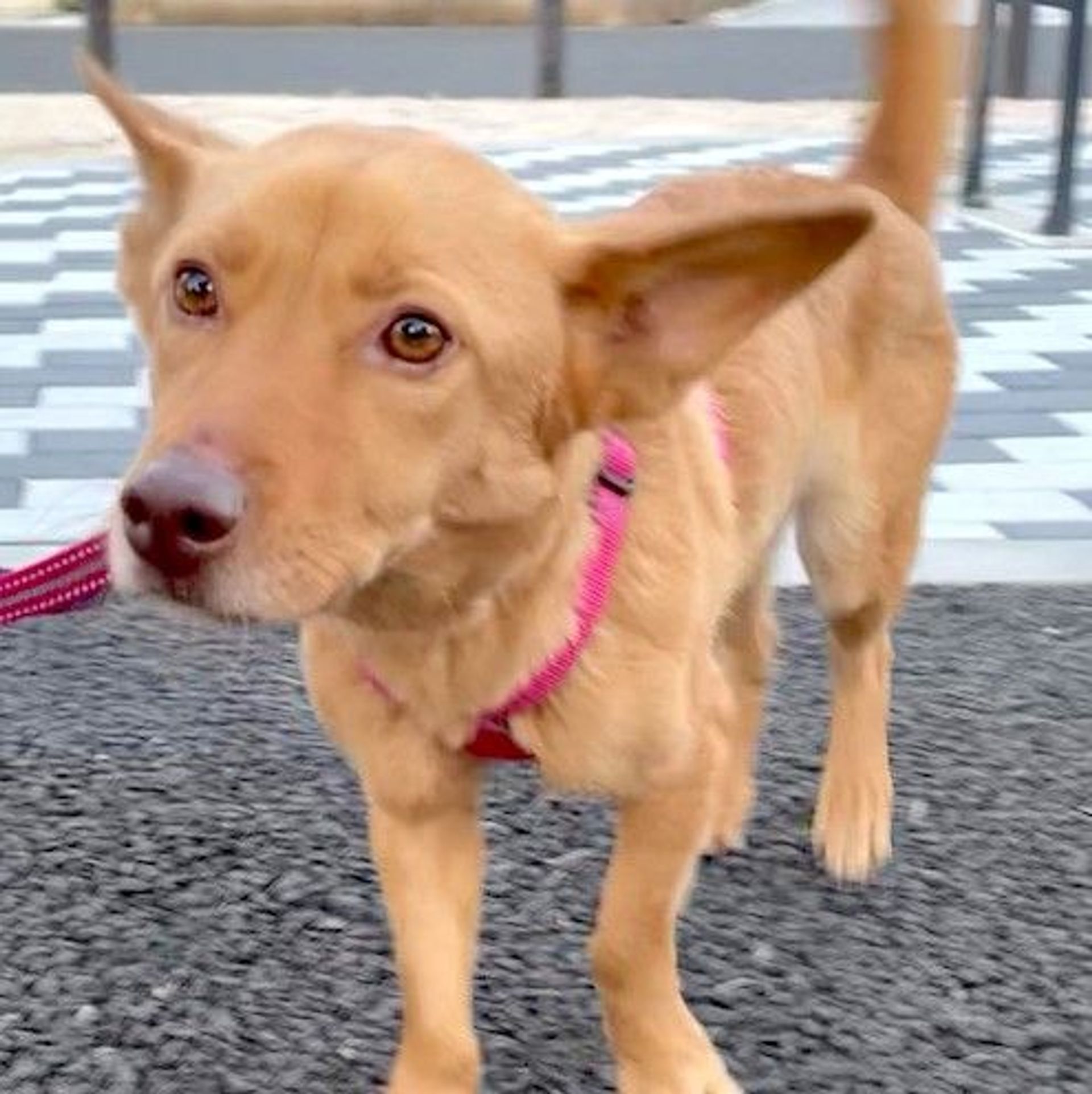 雑種（ミックス犬）・メスの里親募集の写真