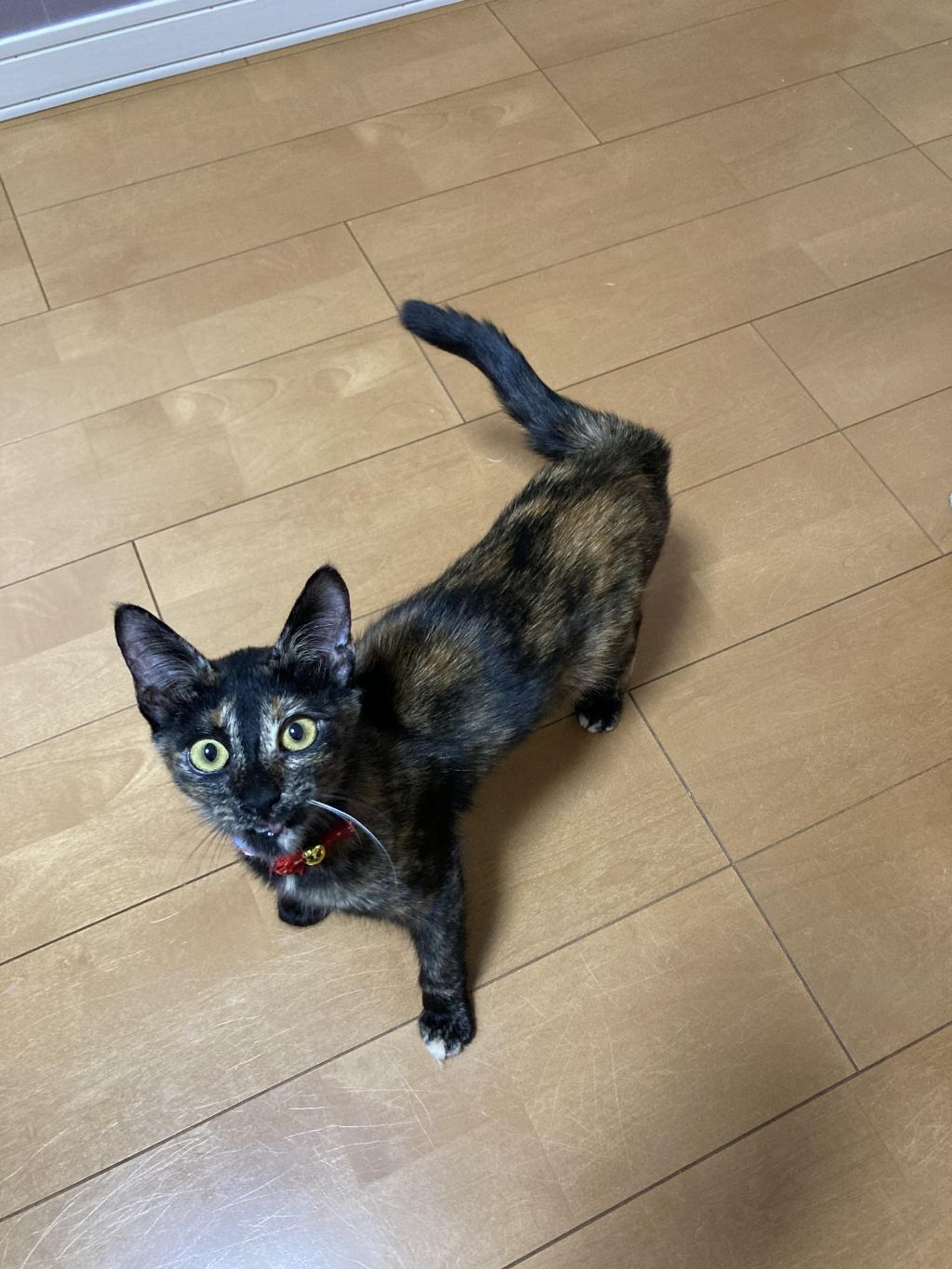 pet-image-3