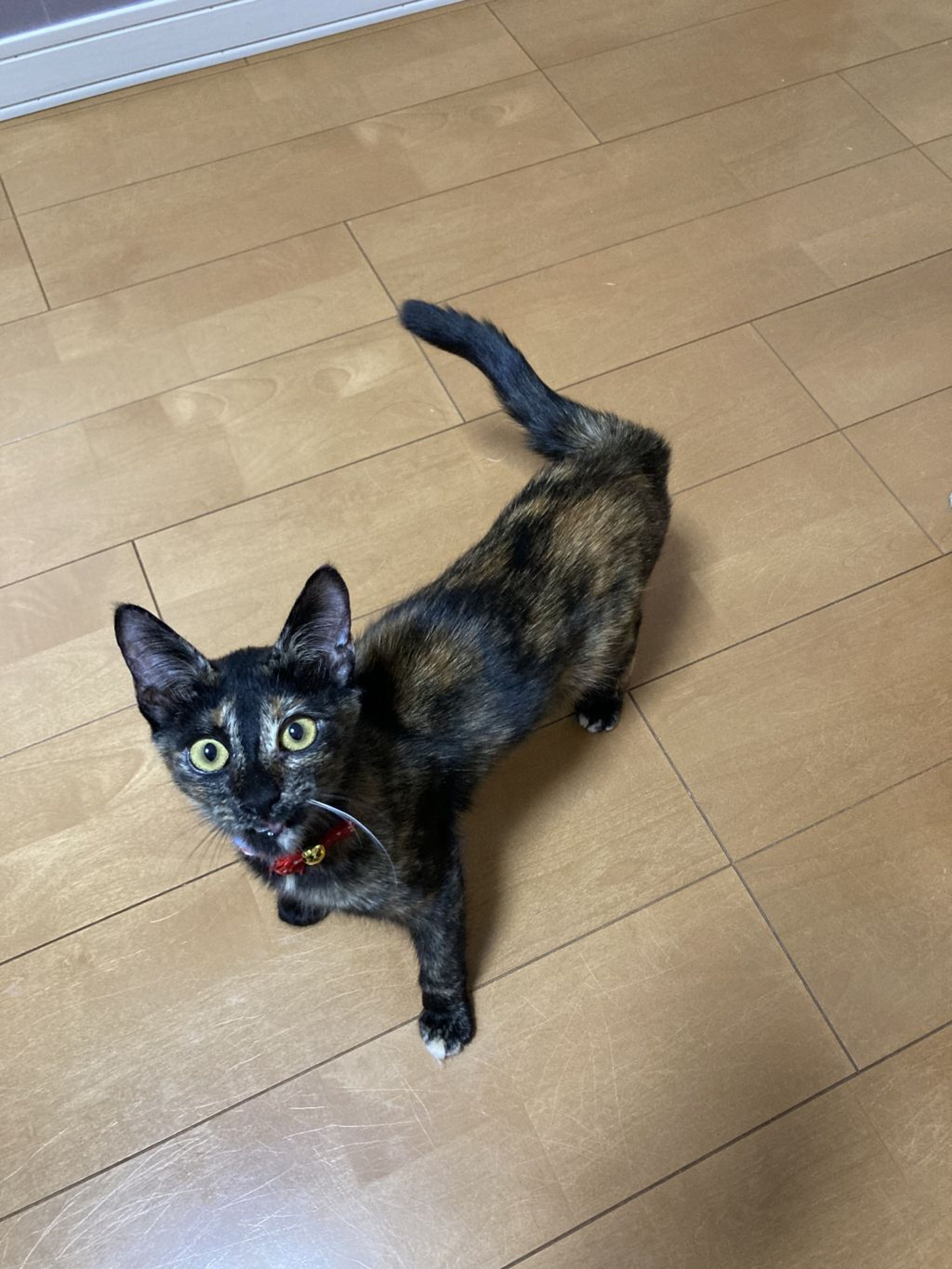 pet-image-3