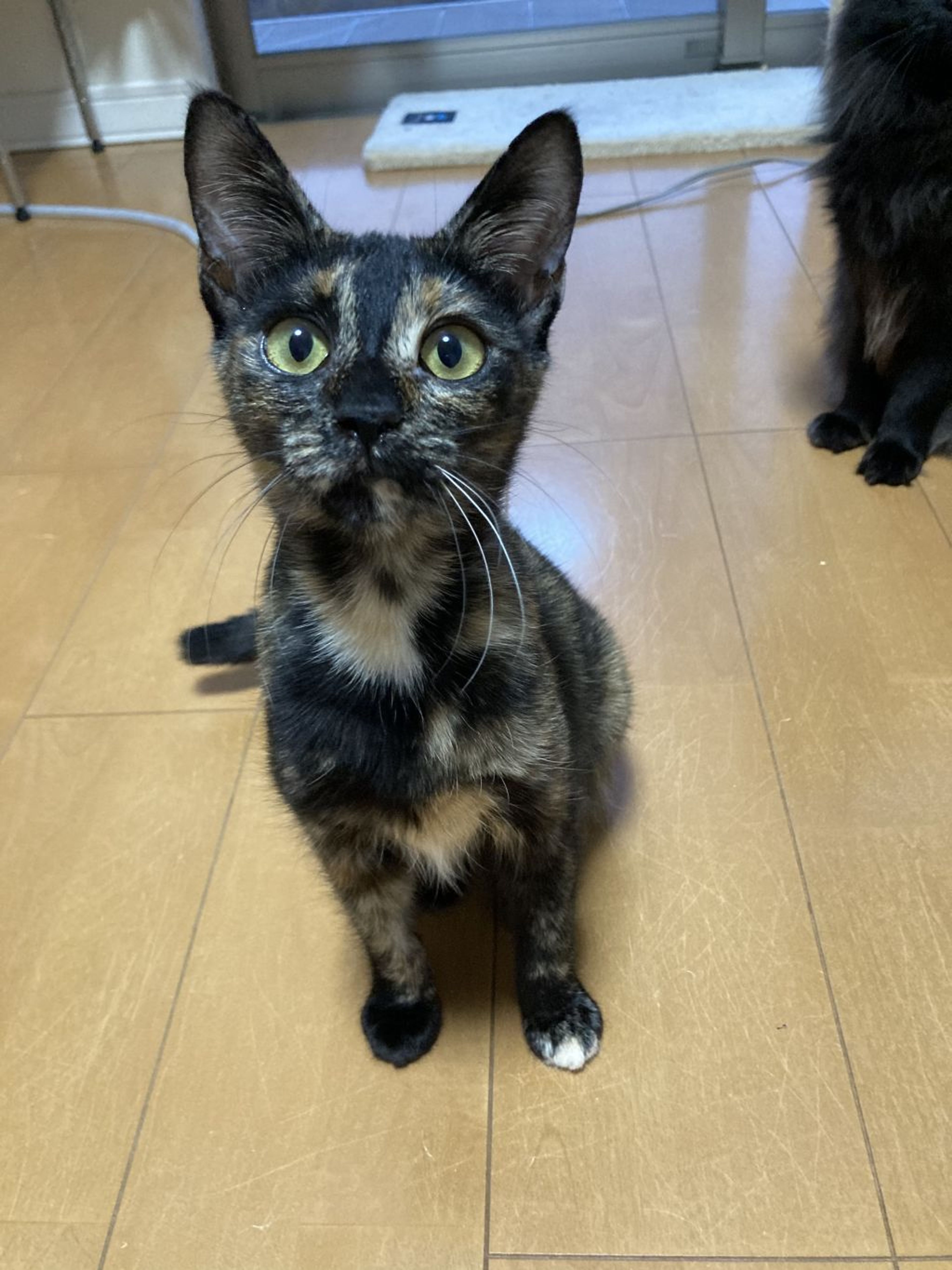 pet-image-4