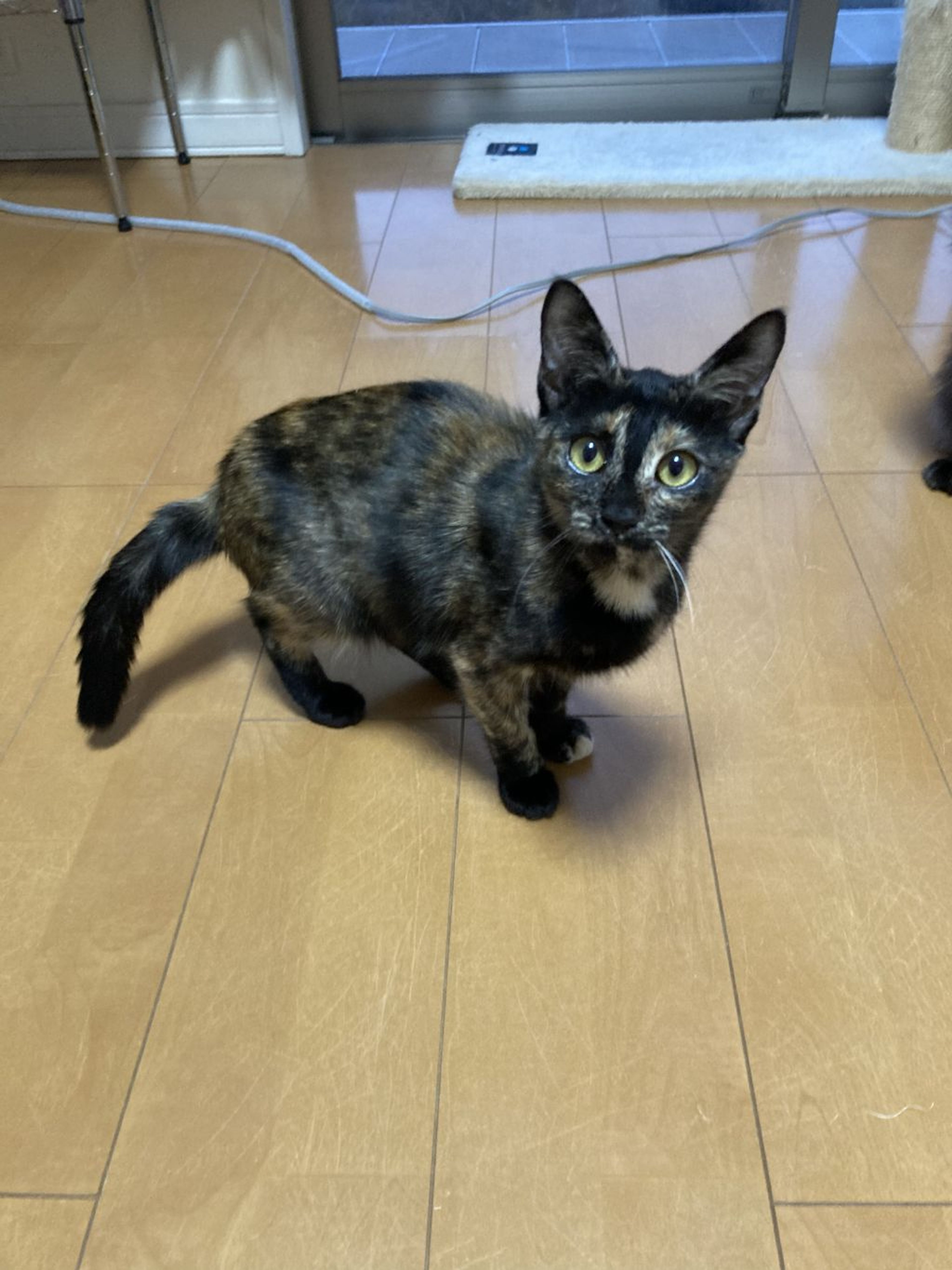 pet-image-5
