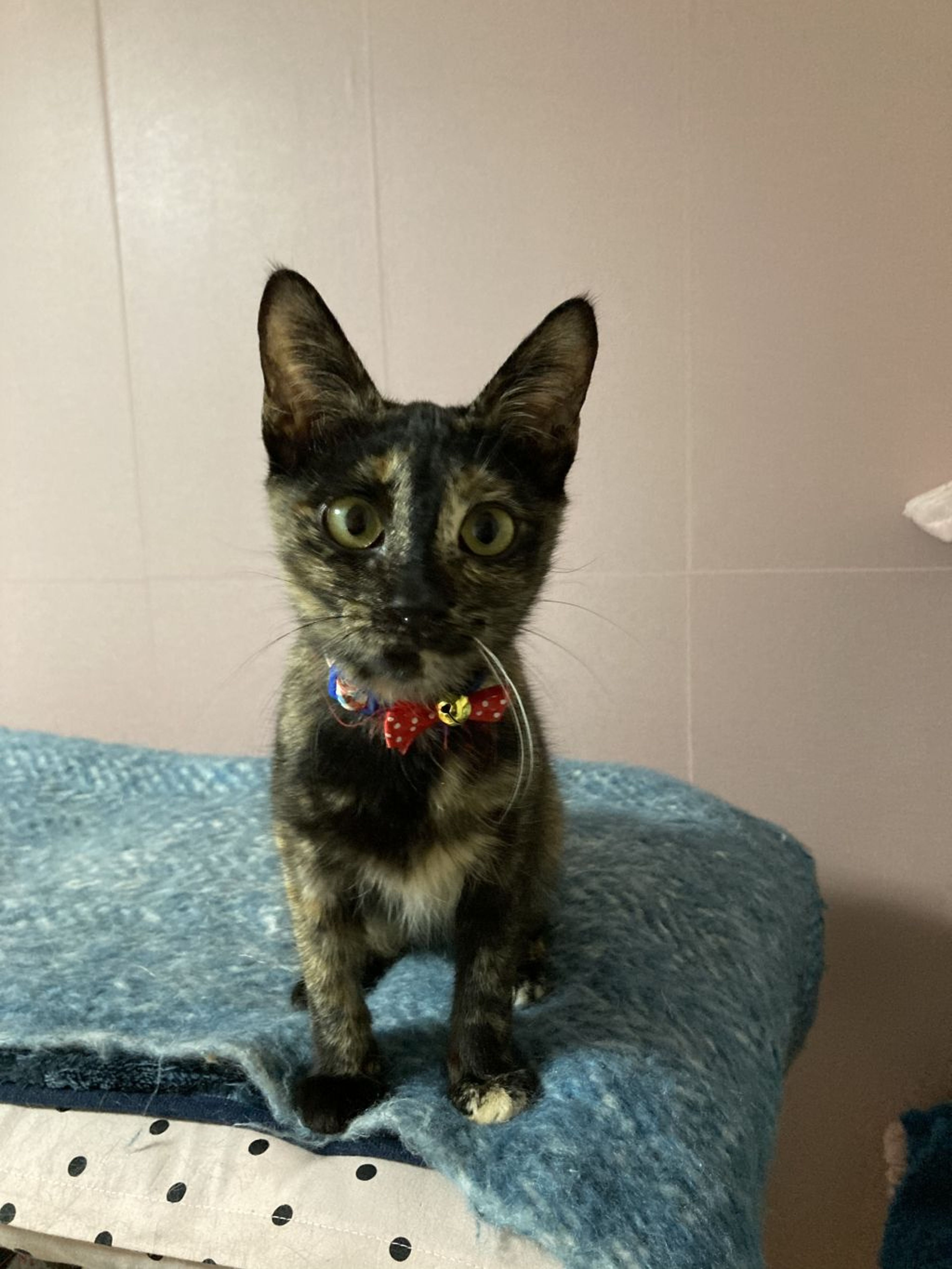 pet-image-9