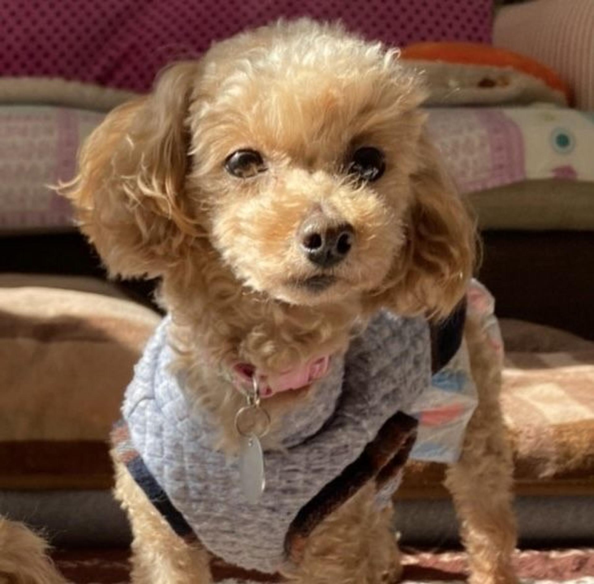 pet-image-3
