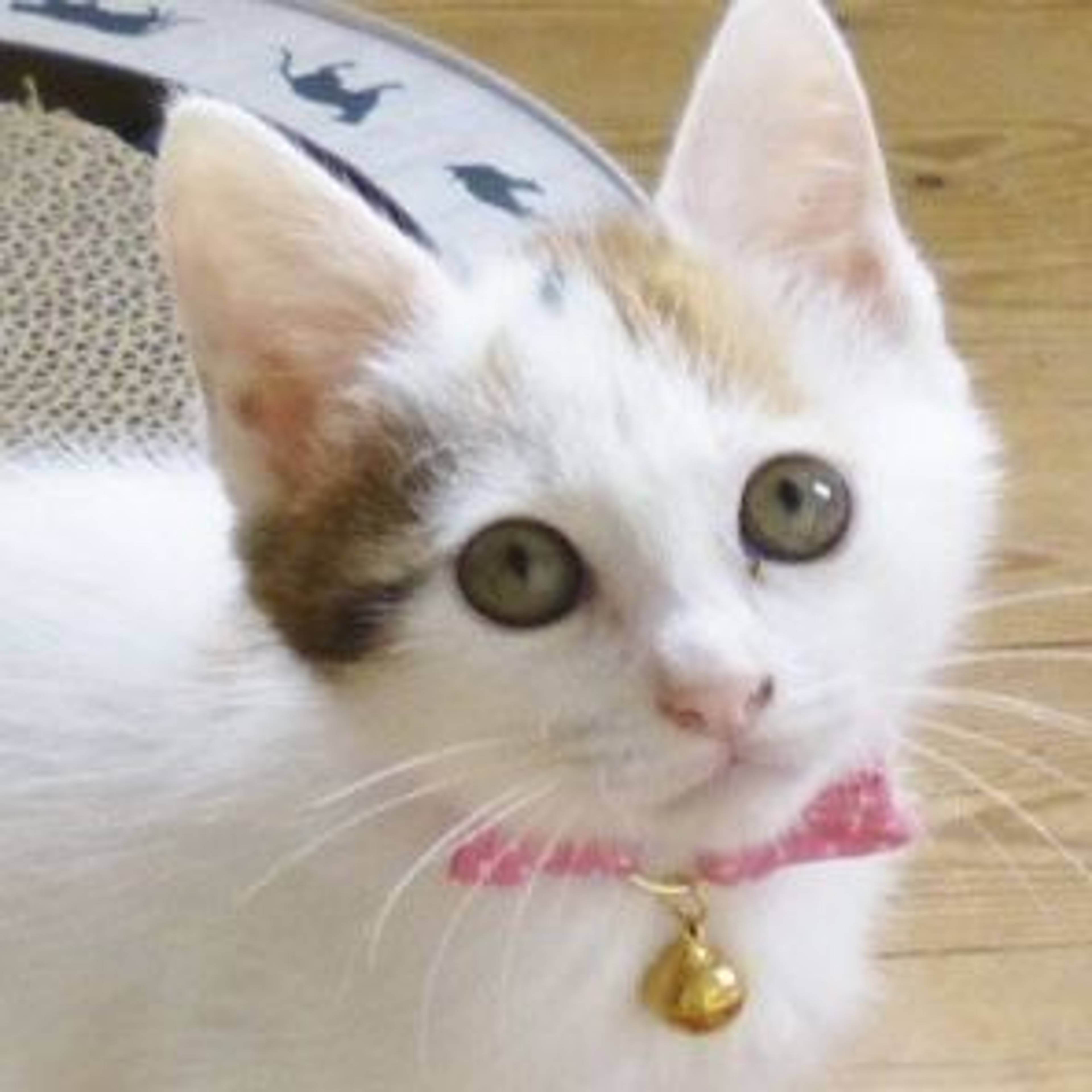 雑種（ミックス猫）・メスの里親募集の写真