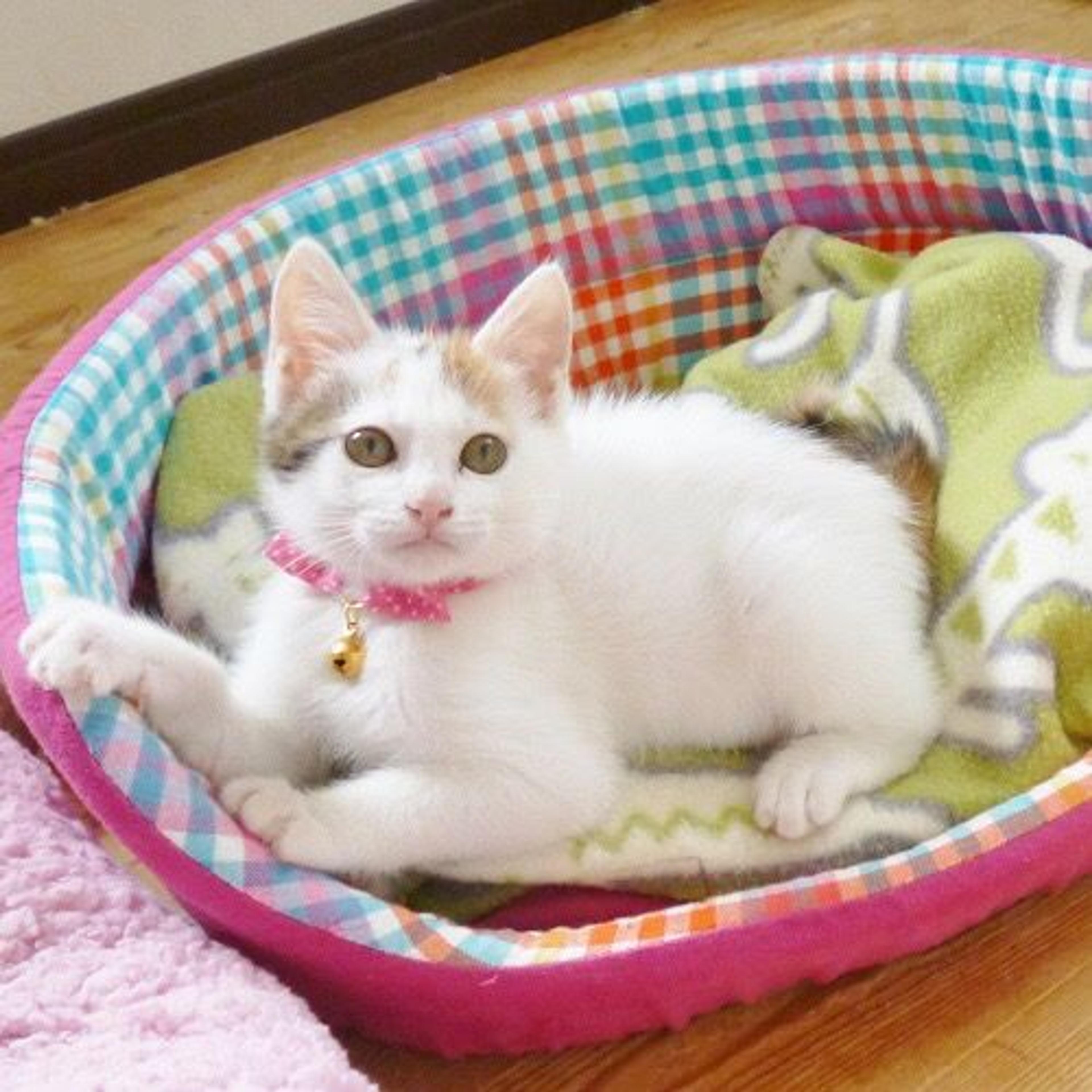 pet-image-2