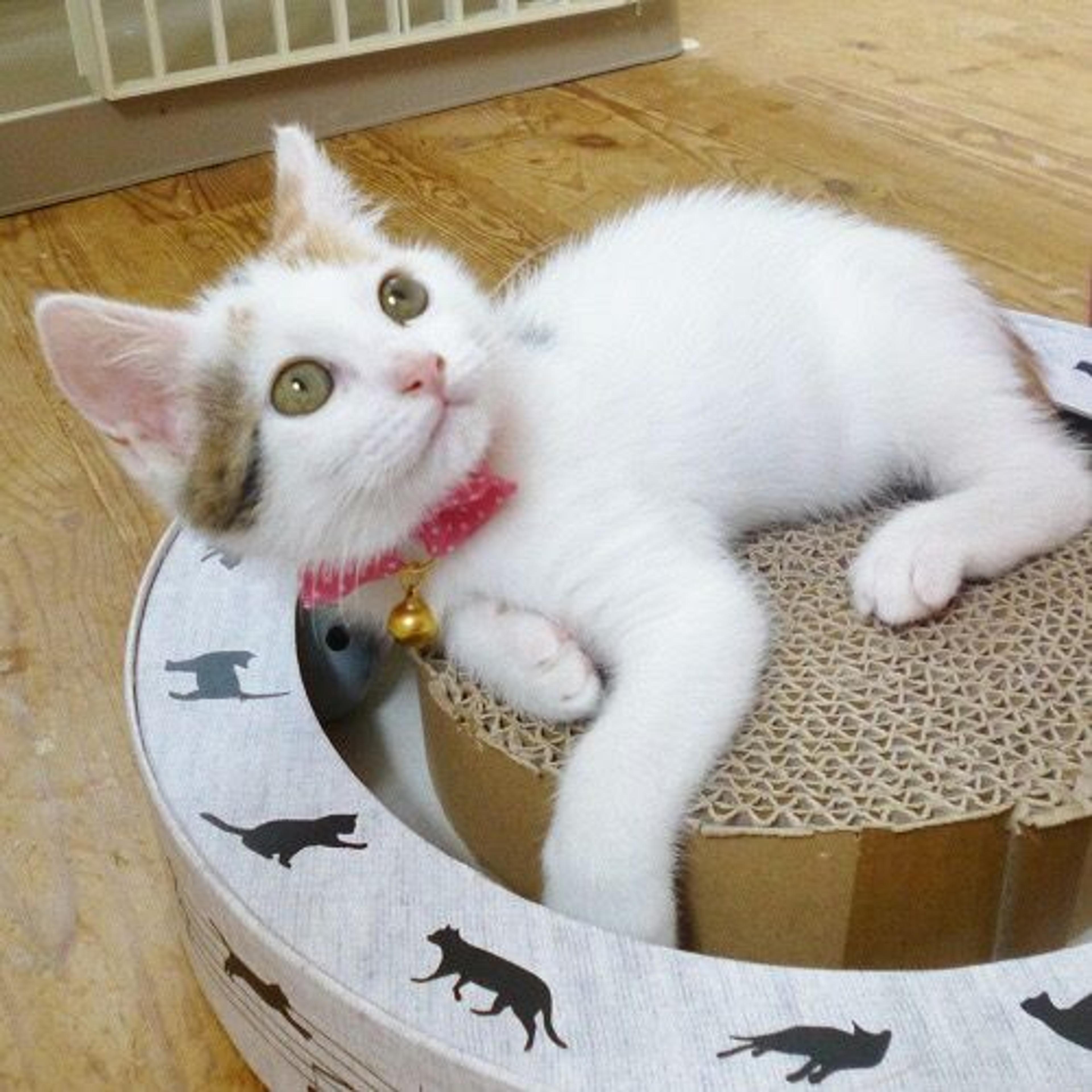 pet-image-3