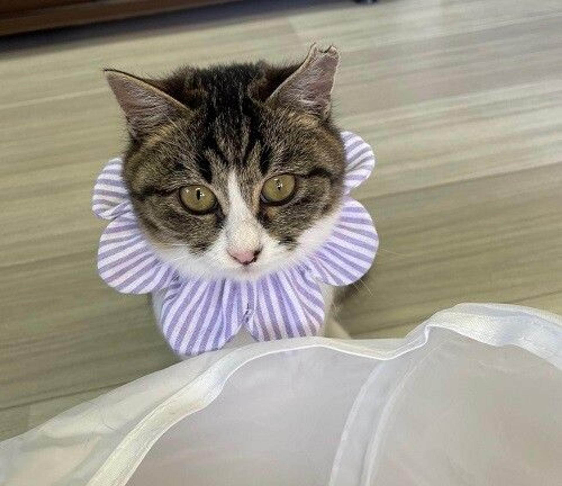 pet-image-3