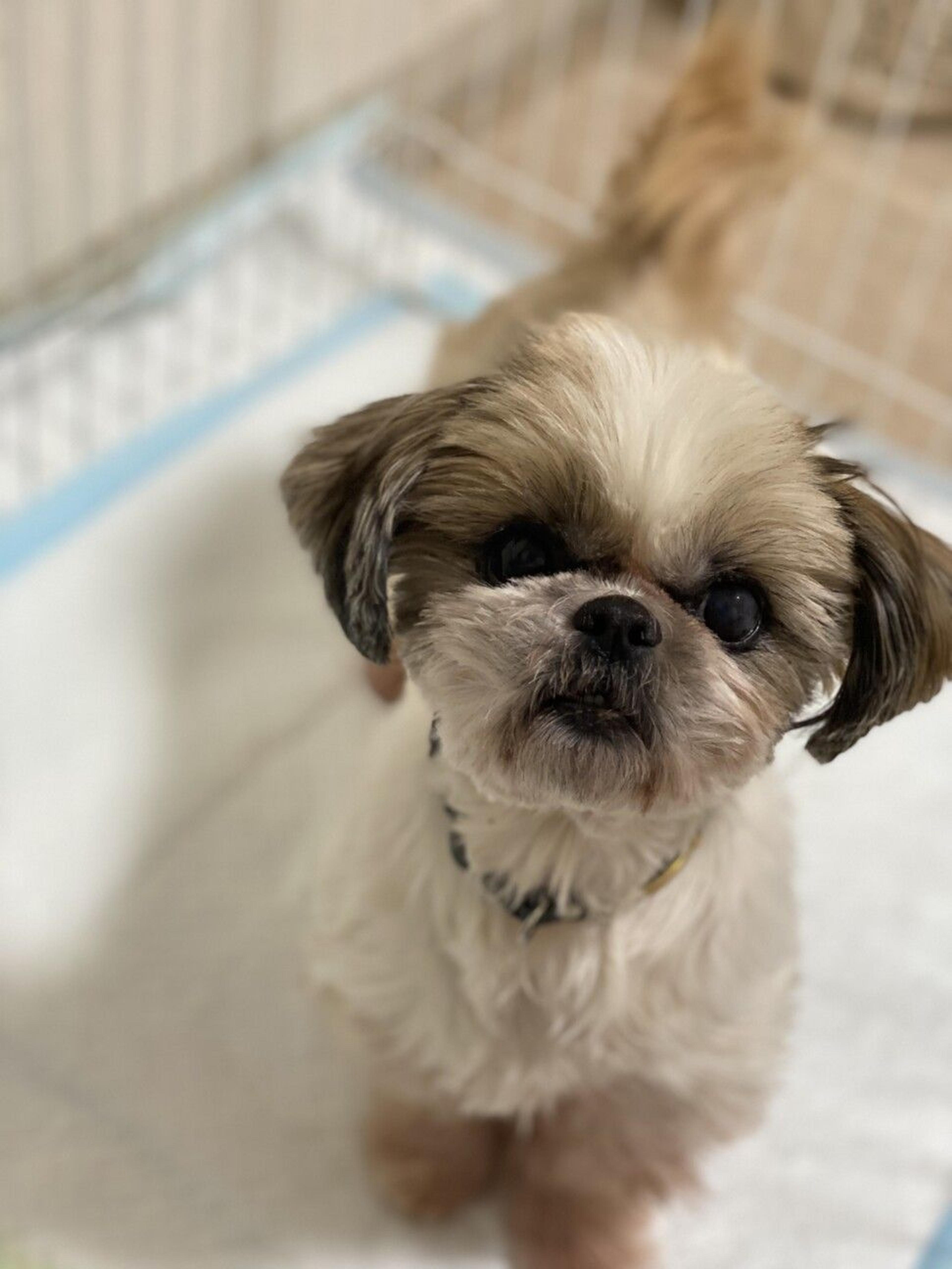 pet-image-2