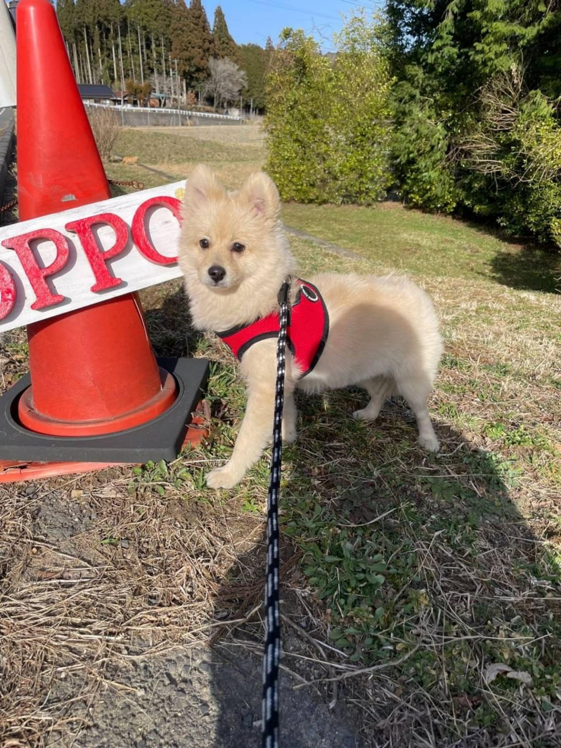 pet-image-2