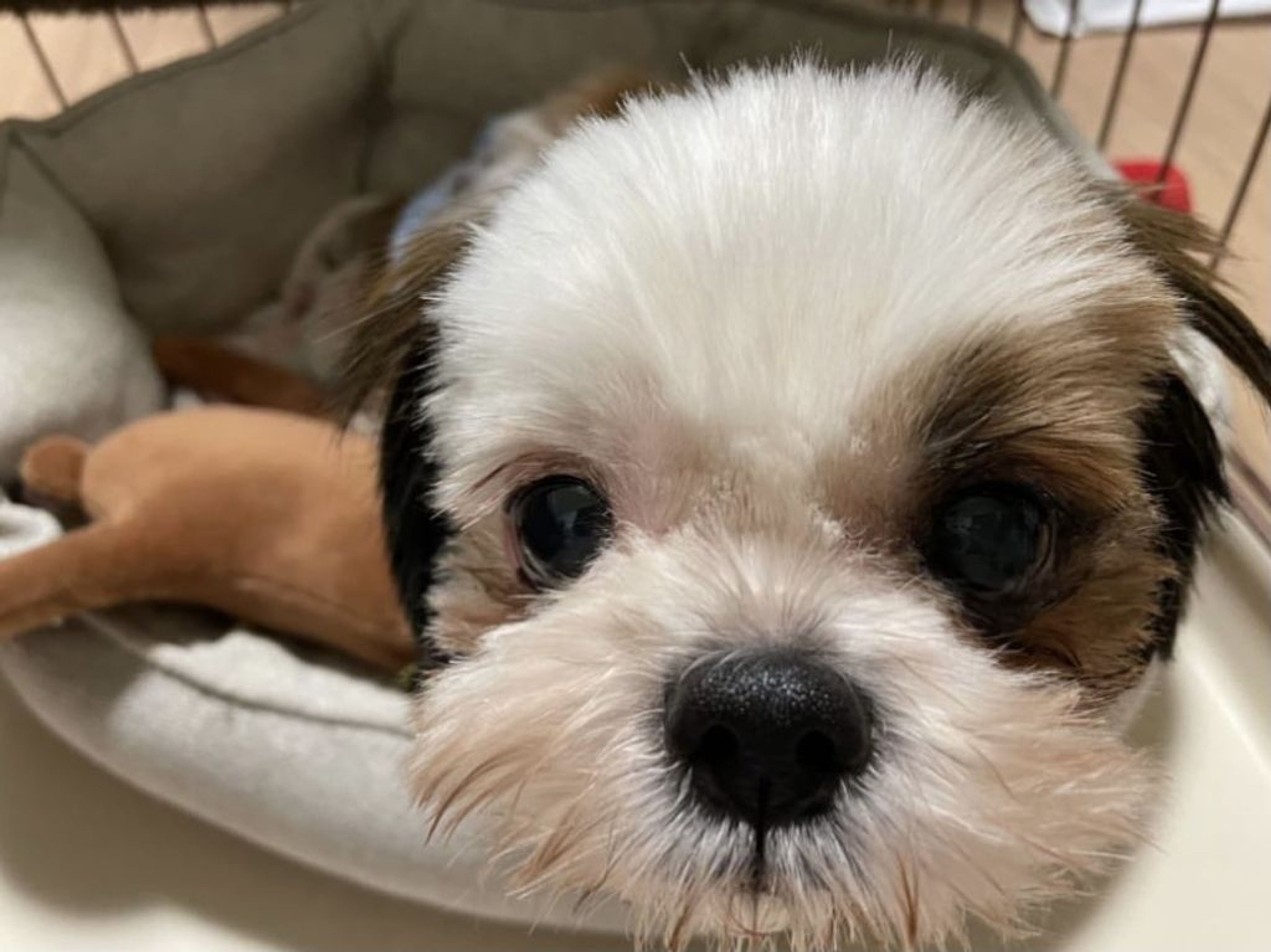 pet-image-3