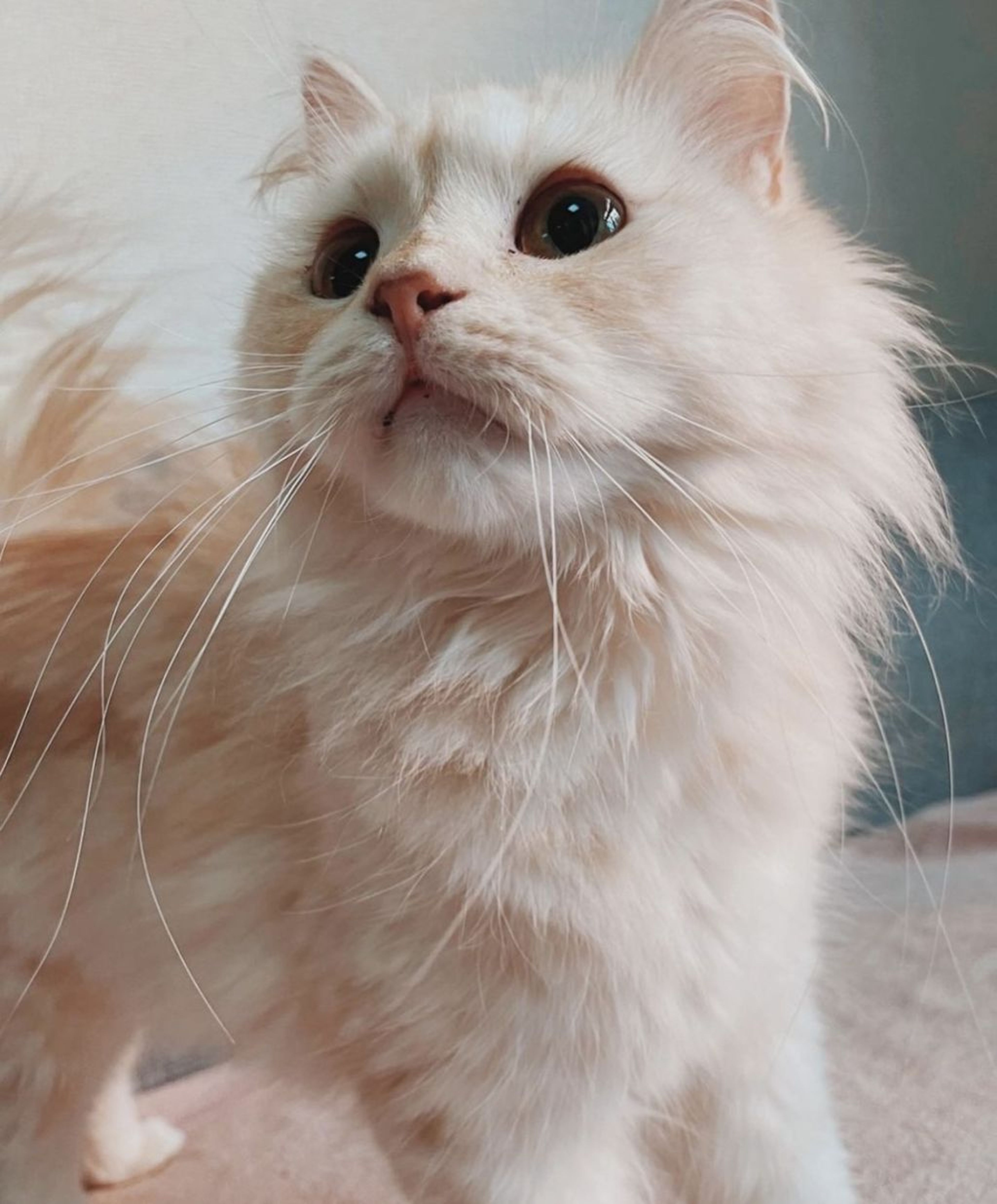 スコティッシュフォールド・メスの里親募集の写真