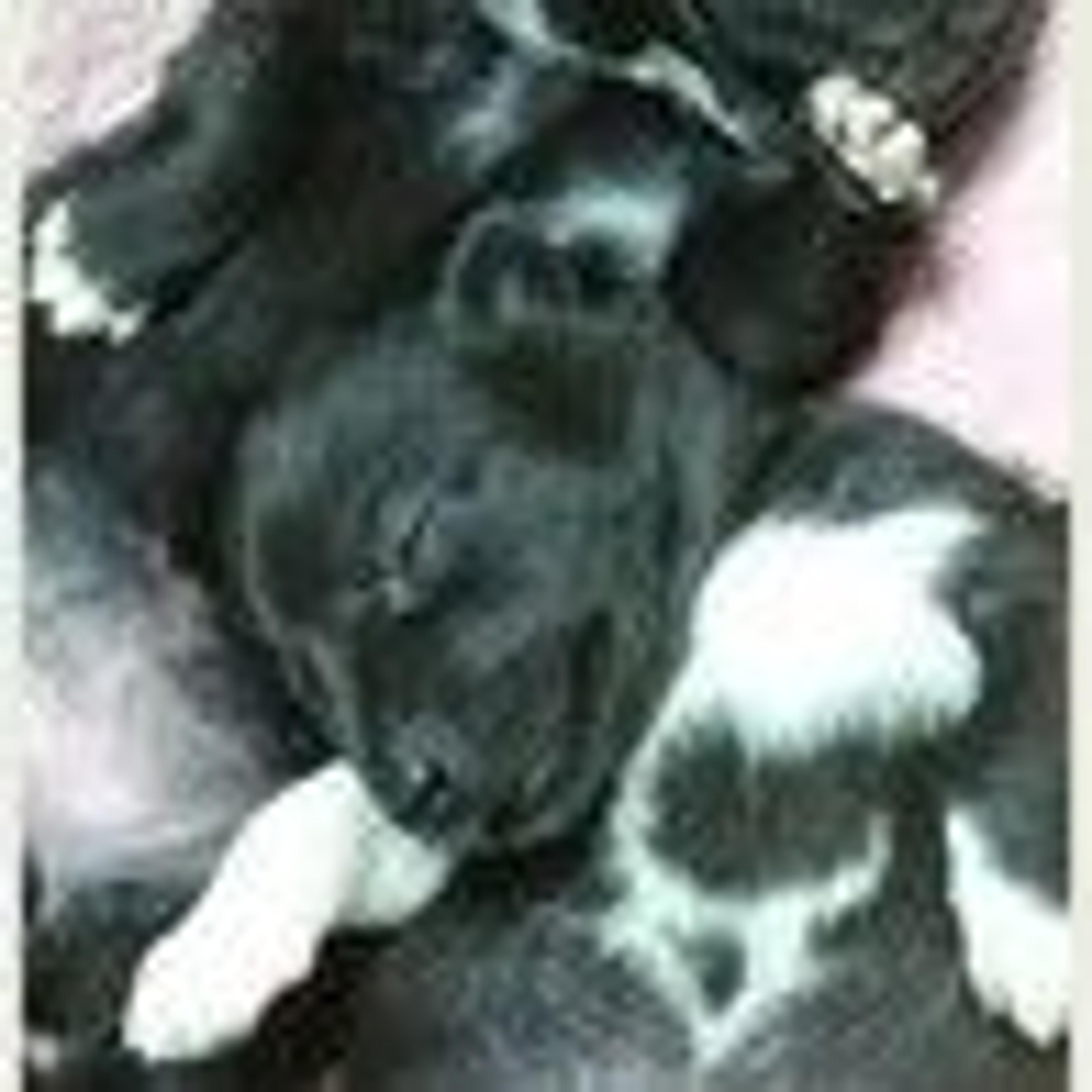 pet-image-3