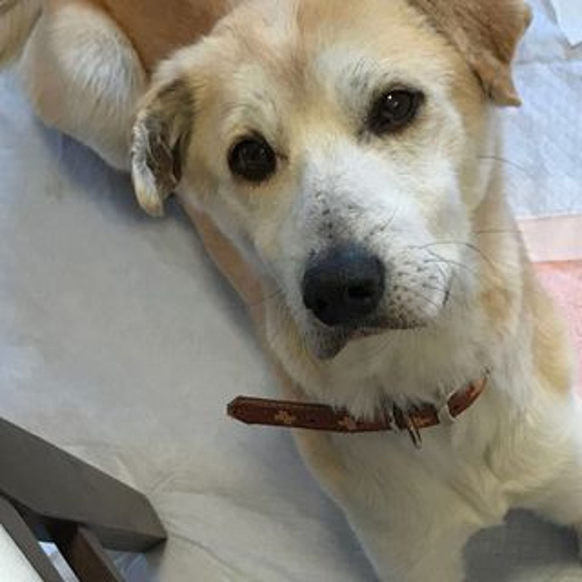 雑種（ミックス犬）・メスの里親募集の写真