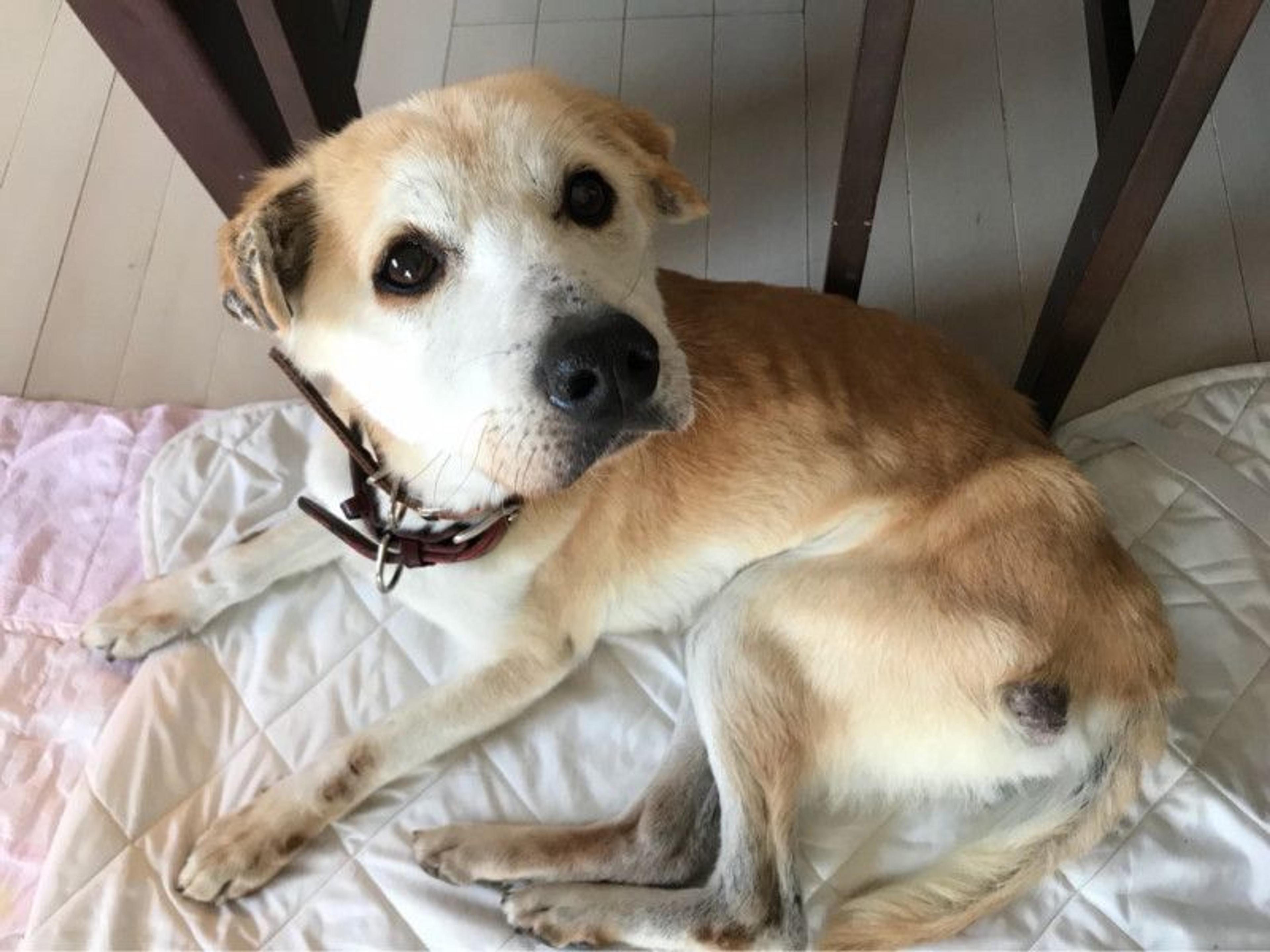 pet-image-2