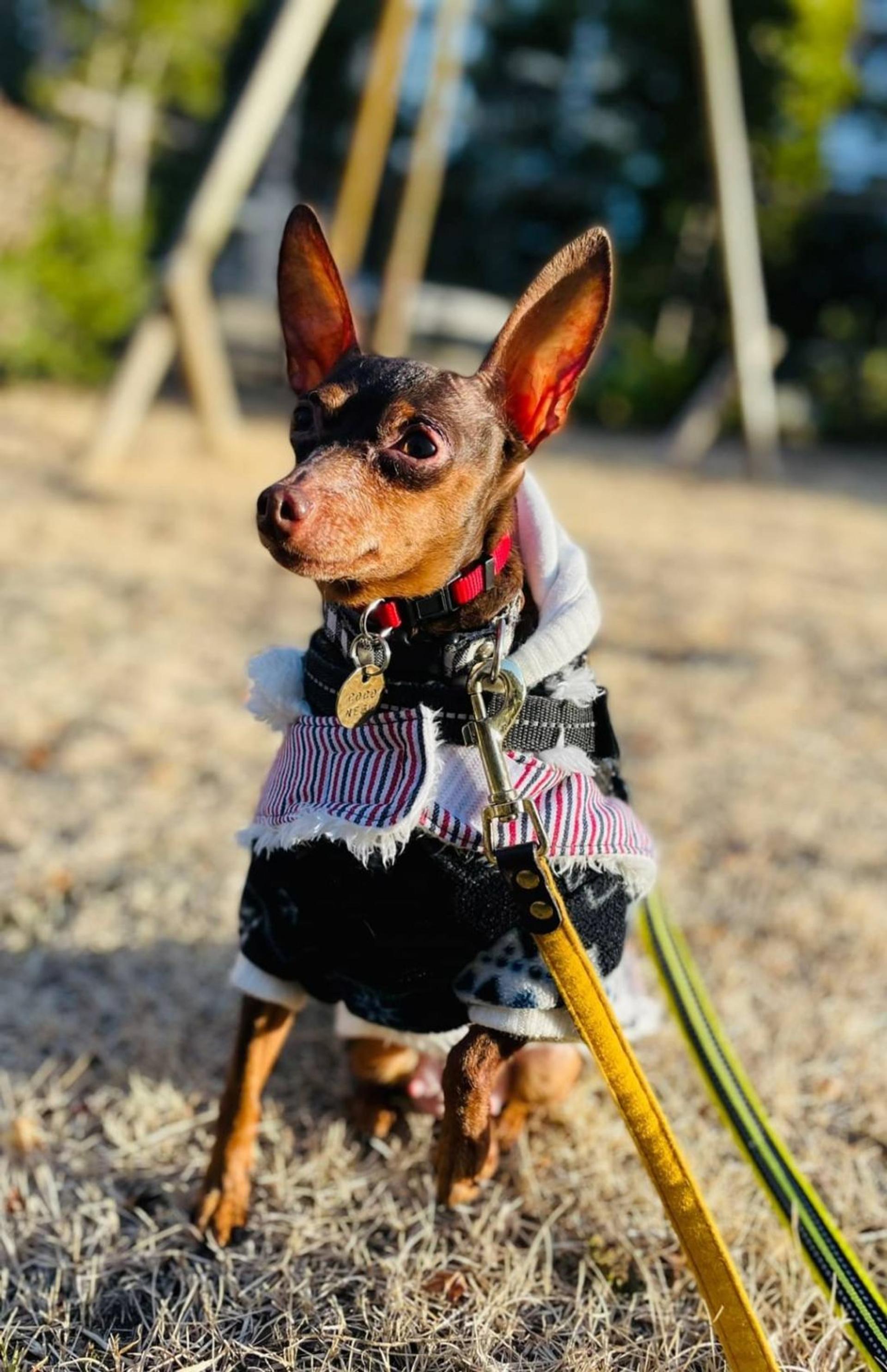 pet-image-3