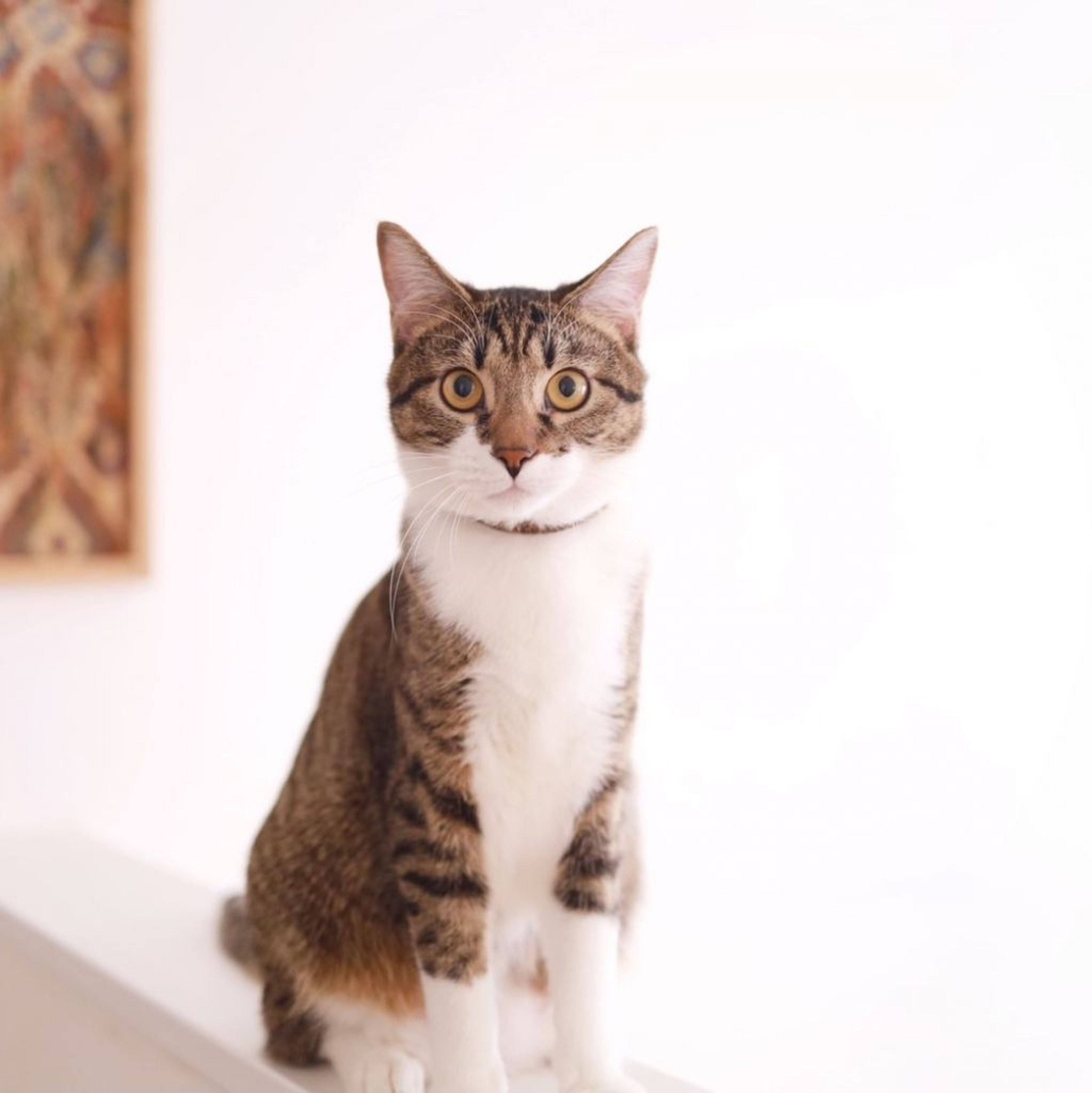 雑種（ミックス猫）・オスの里親募集の写真