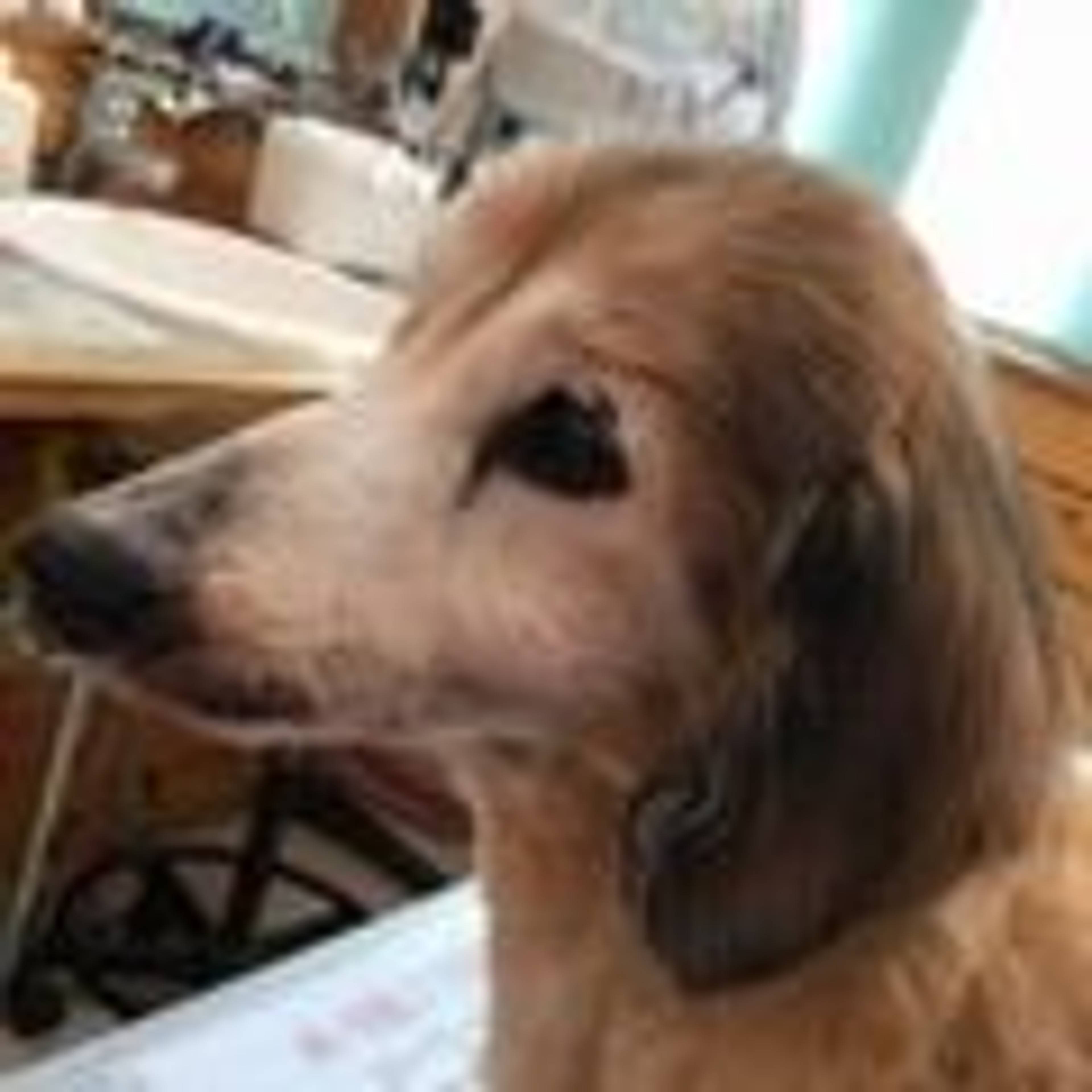 ミニチュア・ダックスフンド・オスの里親募集の写真