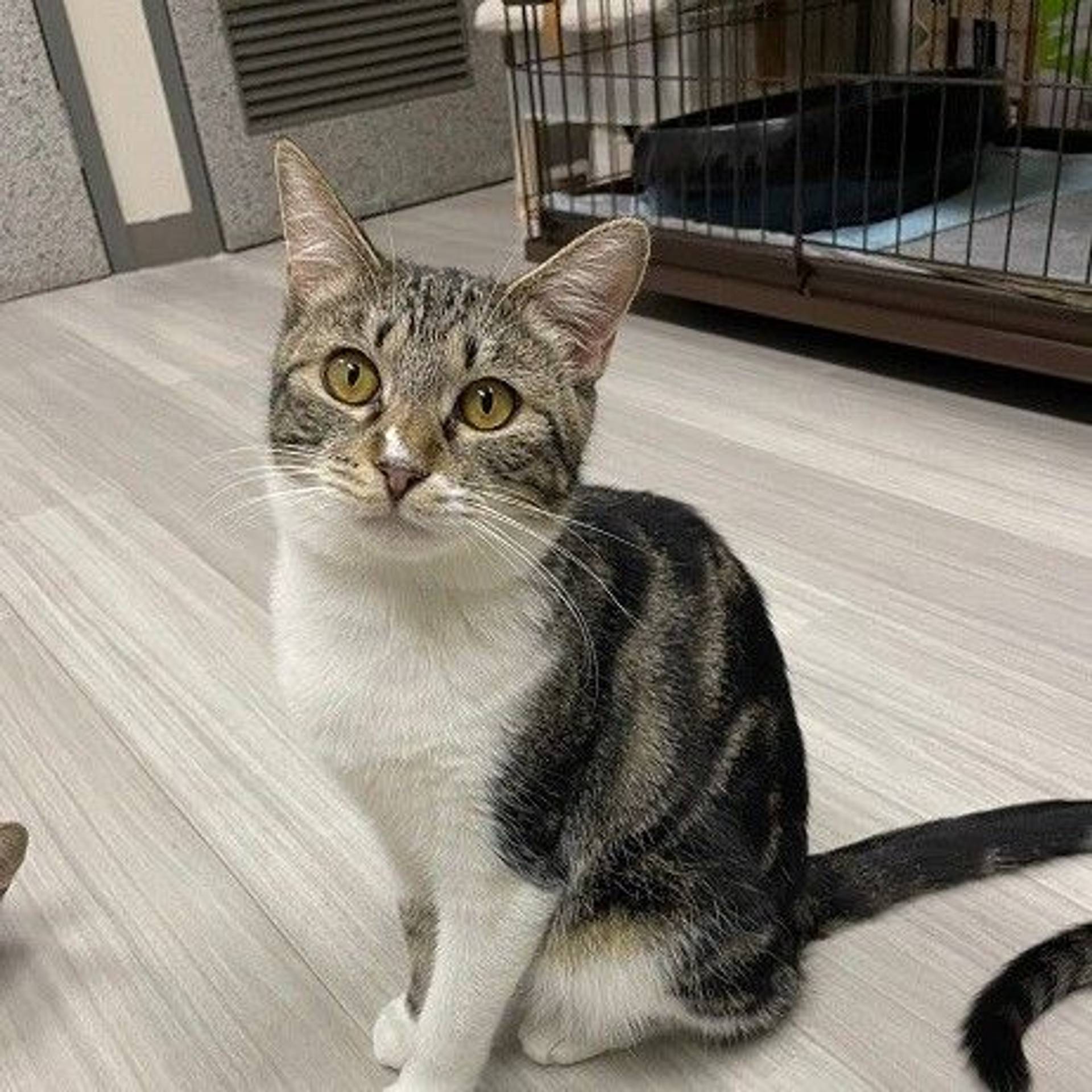雑種（ミックス猫）・メスの里親募集の写真