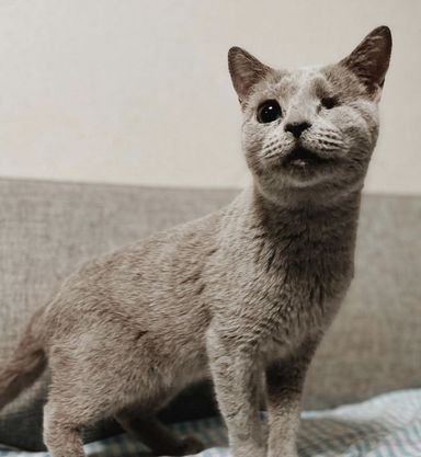 ロッシの写真