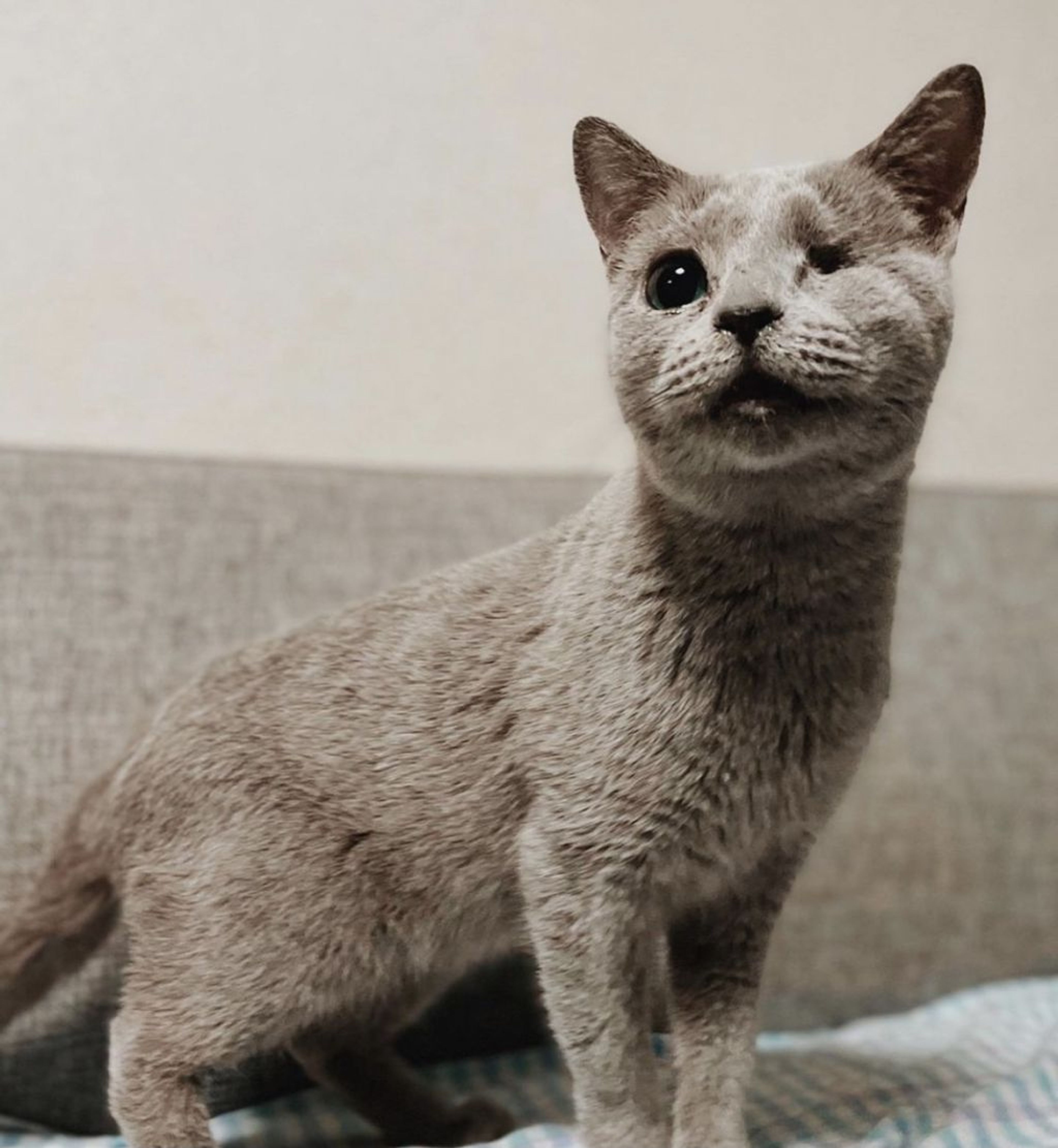 ロシアンブルー・メスの里親募集の写真