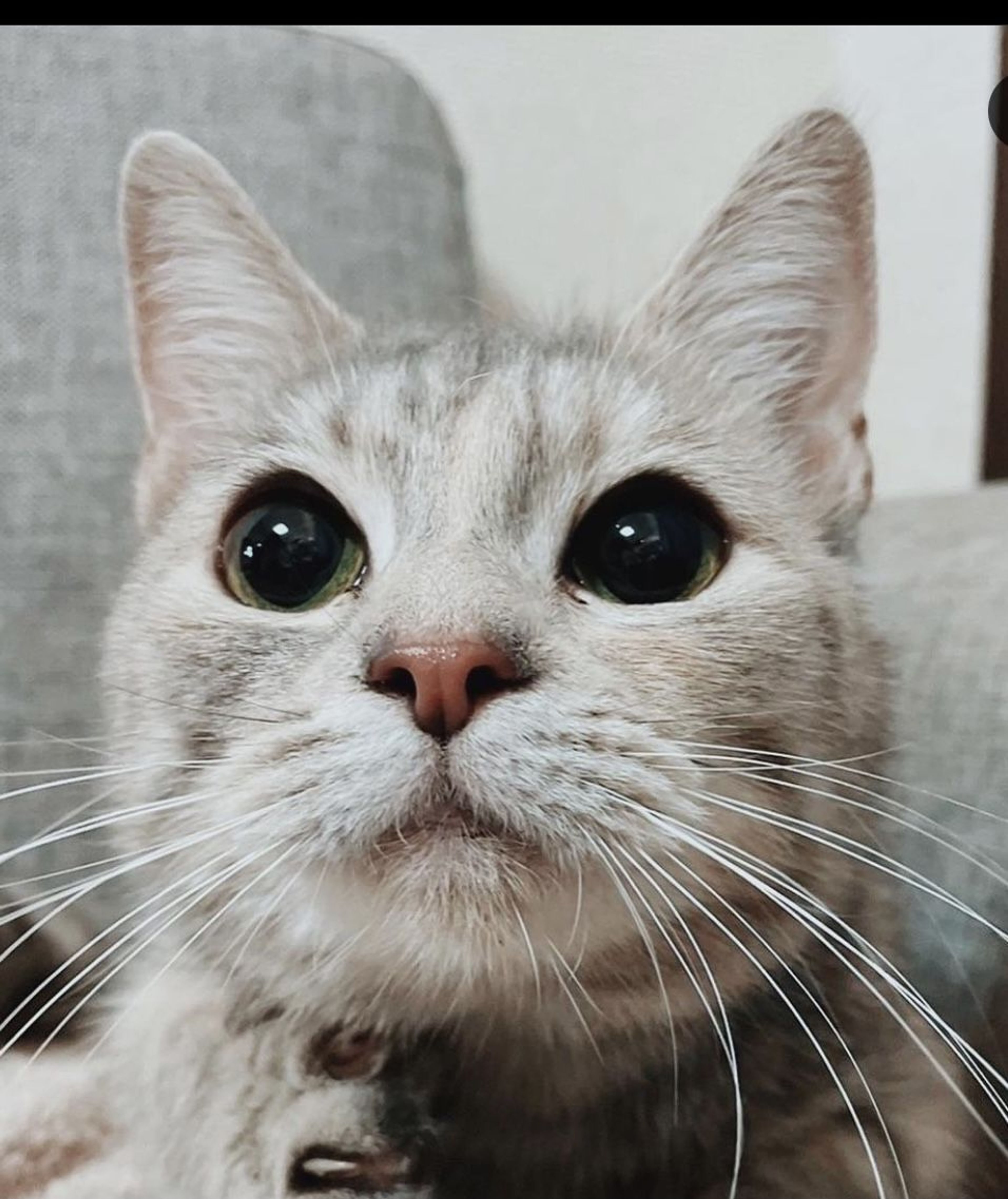 マンチカン・メスの里親募集の写真