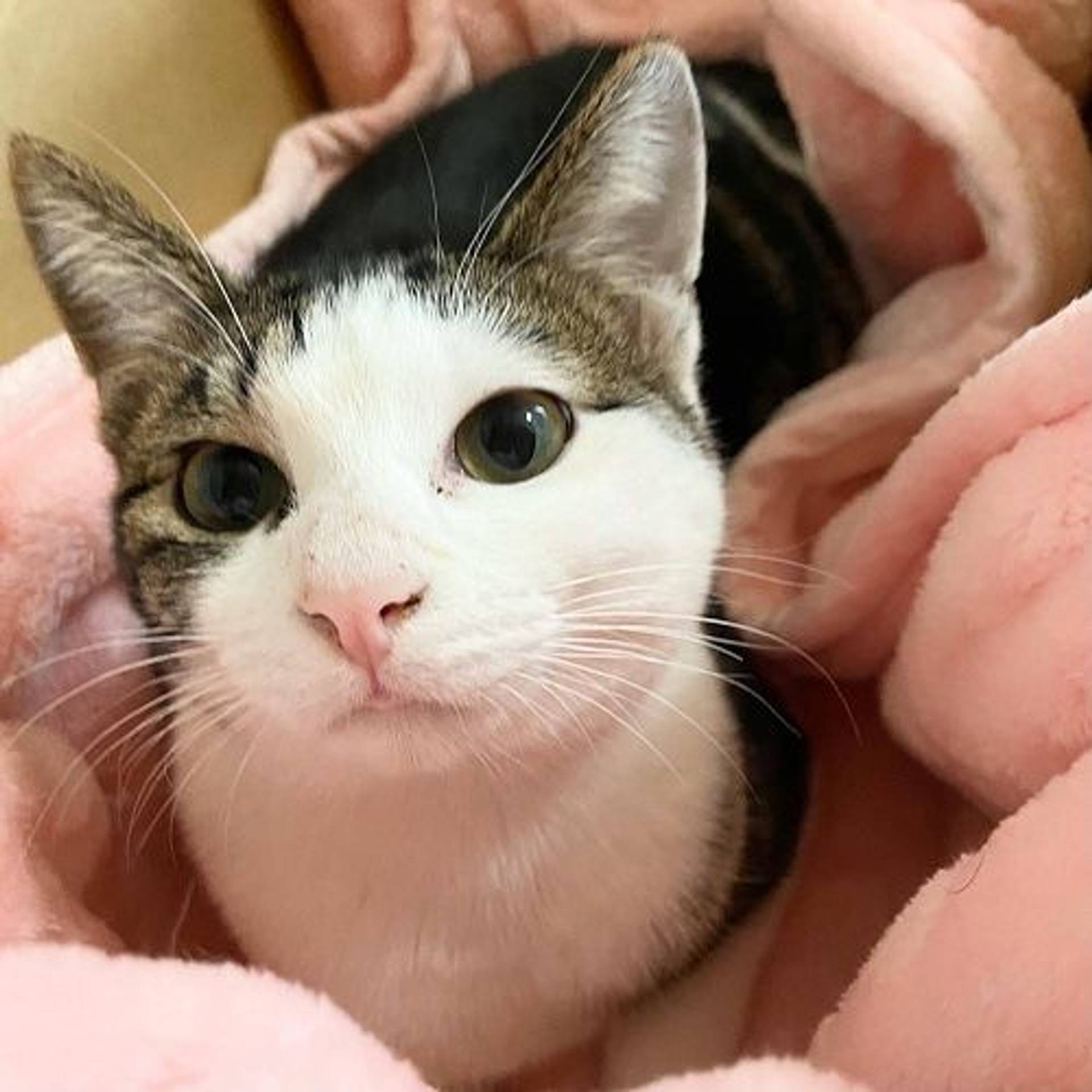 雑種（ミックス猫）・メスの里親募集の写真