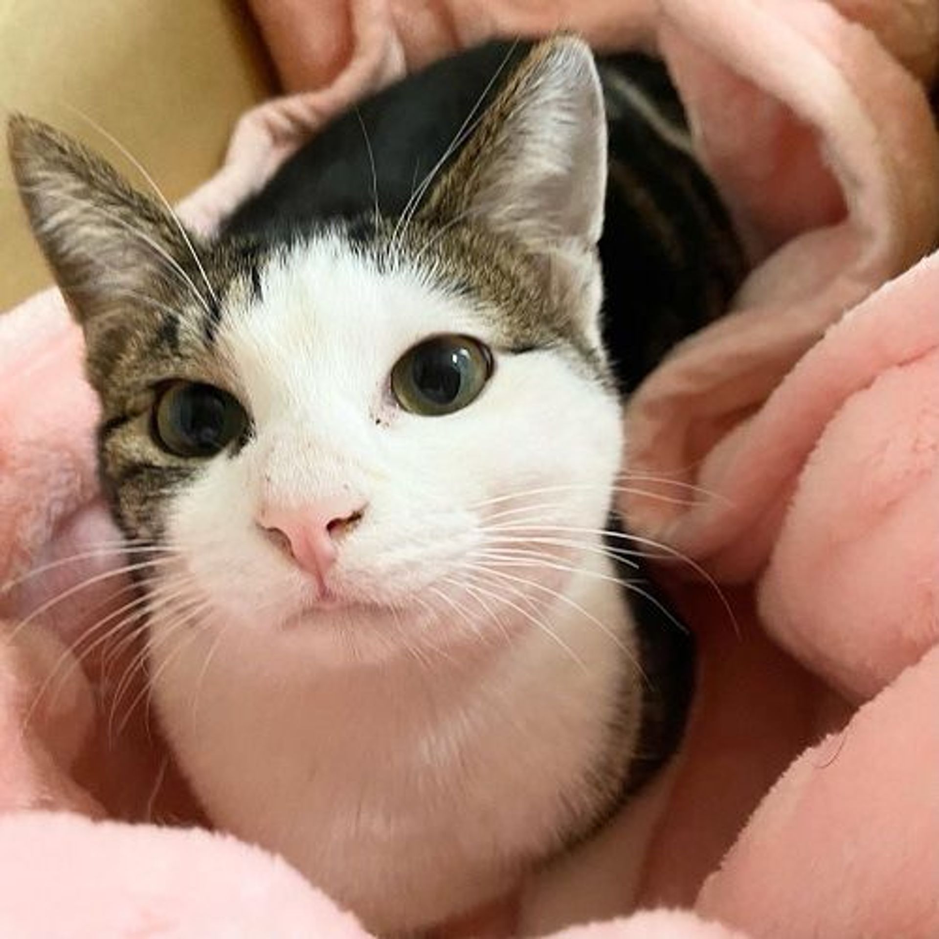 雑種（ミックス猫）・メスの里親募集の写真