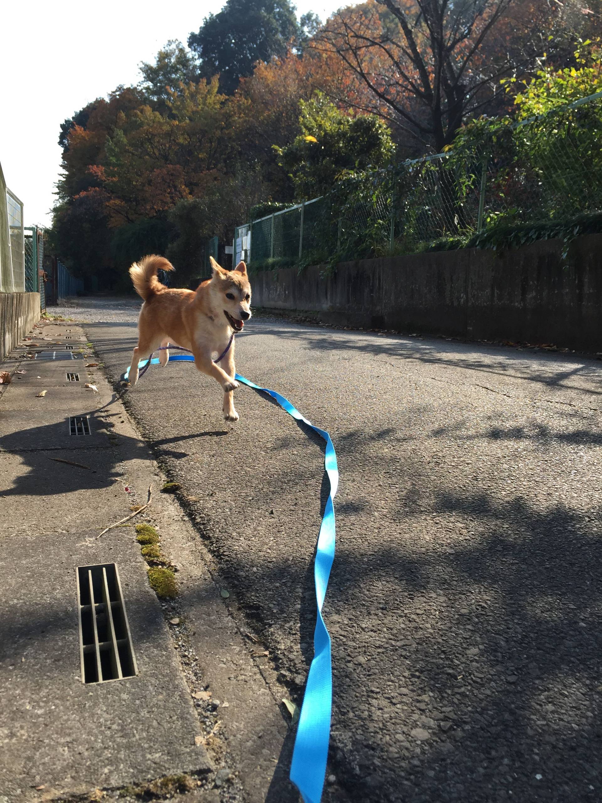 柴犬・メスの里親募集の写真