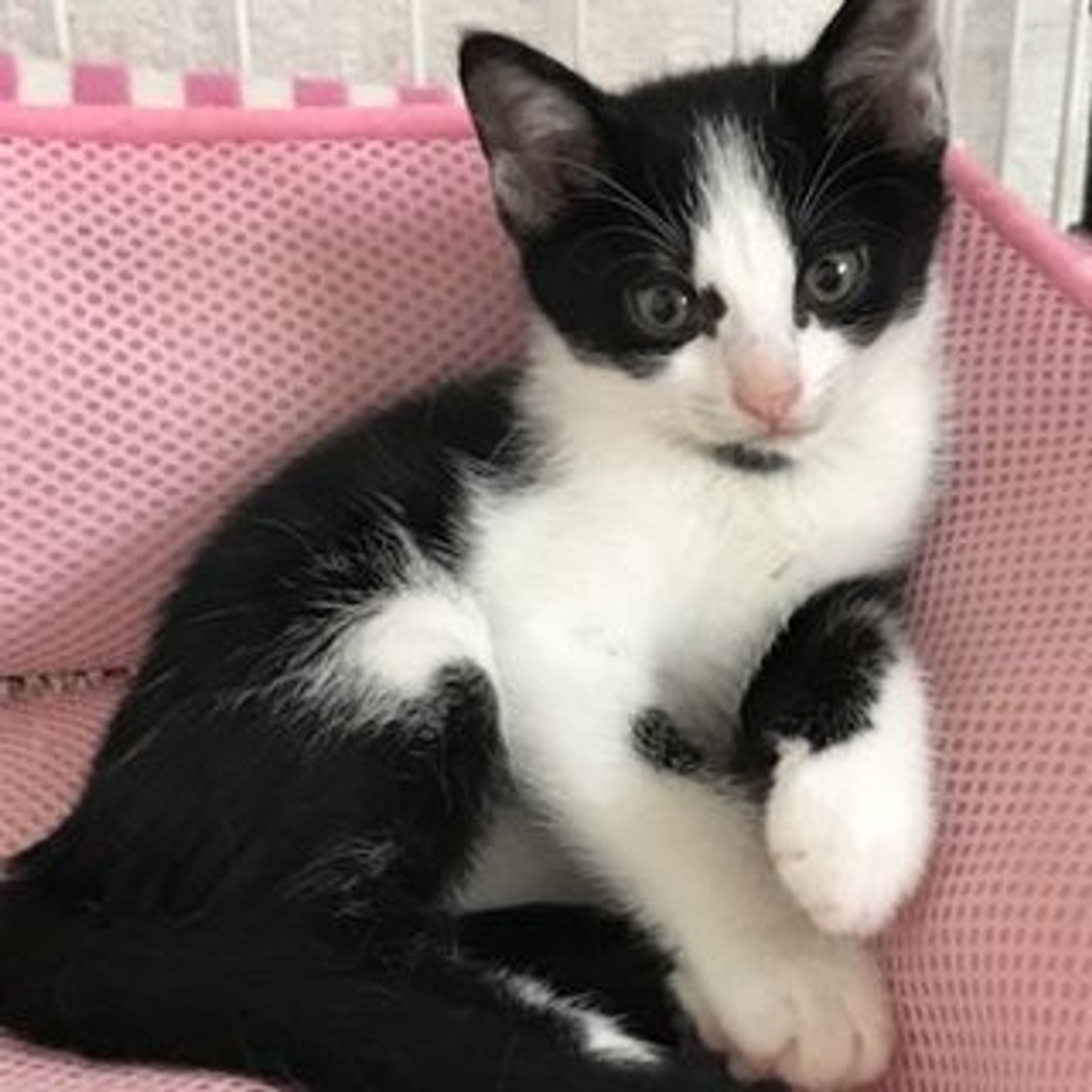雑種（ミックス猫）・メスの里親募集の写真