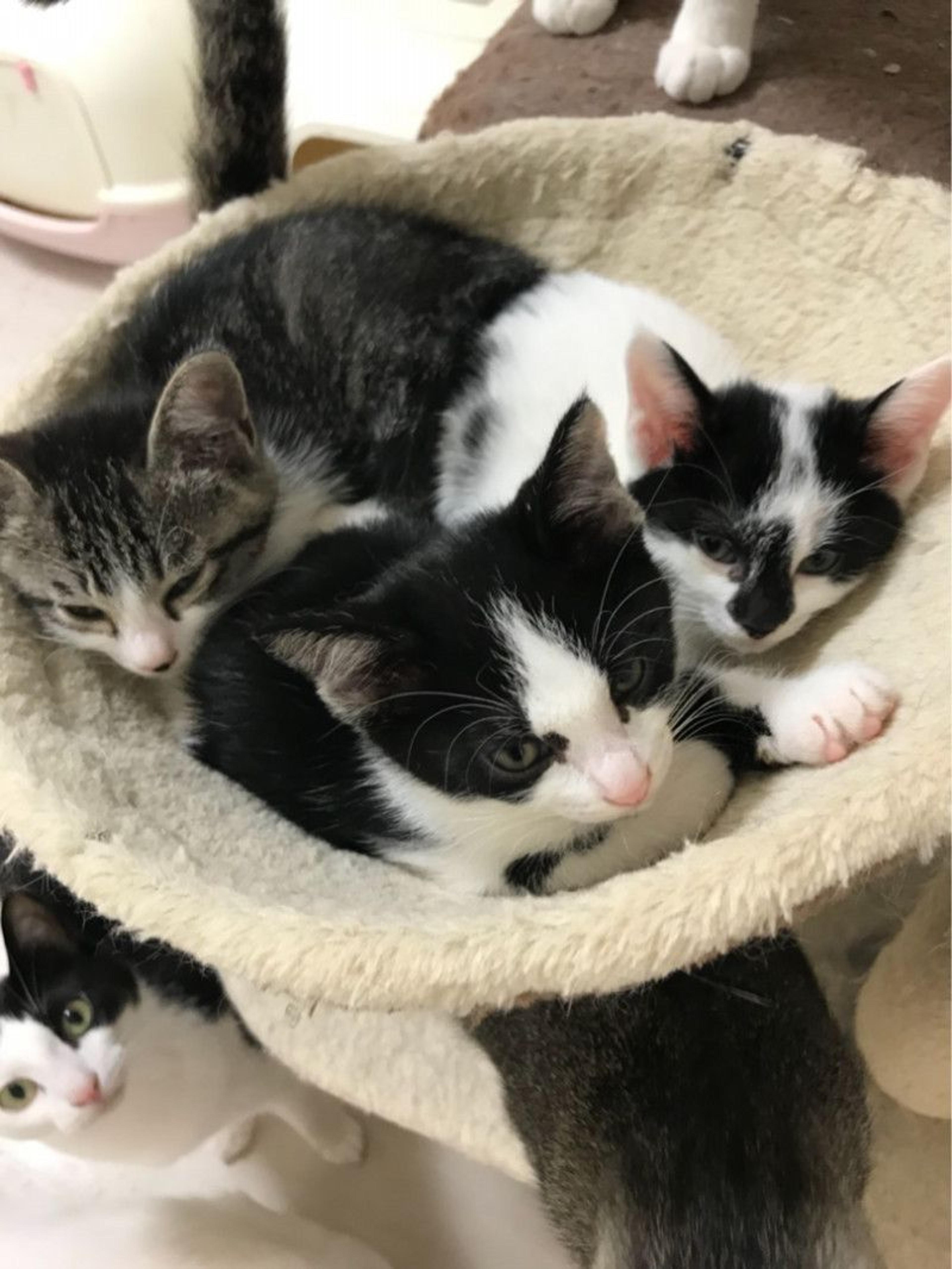 pet-image-3