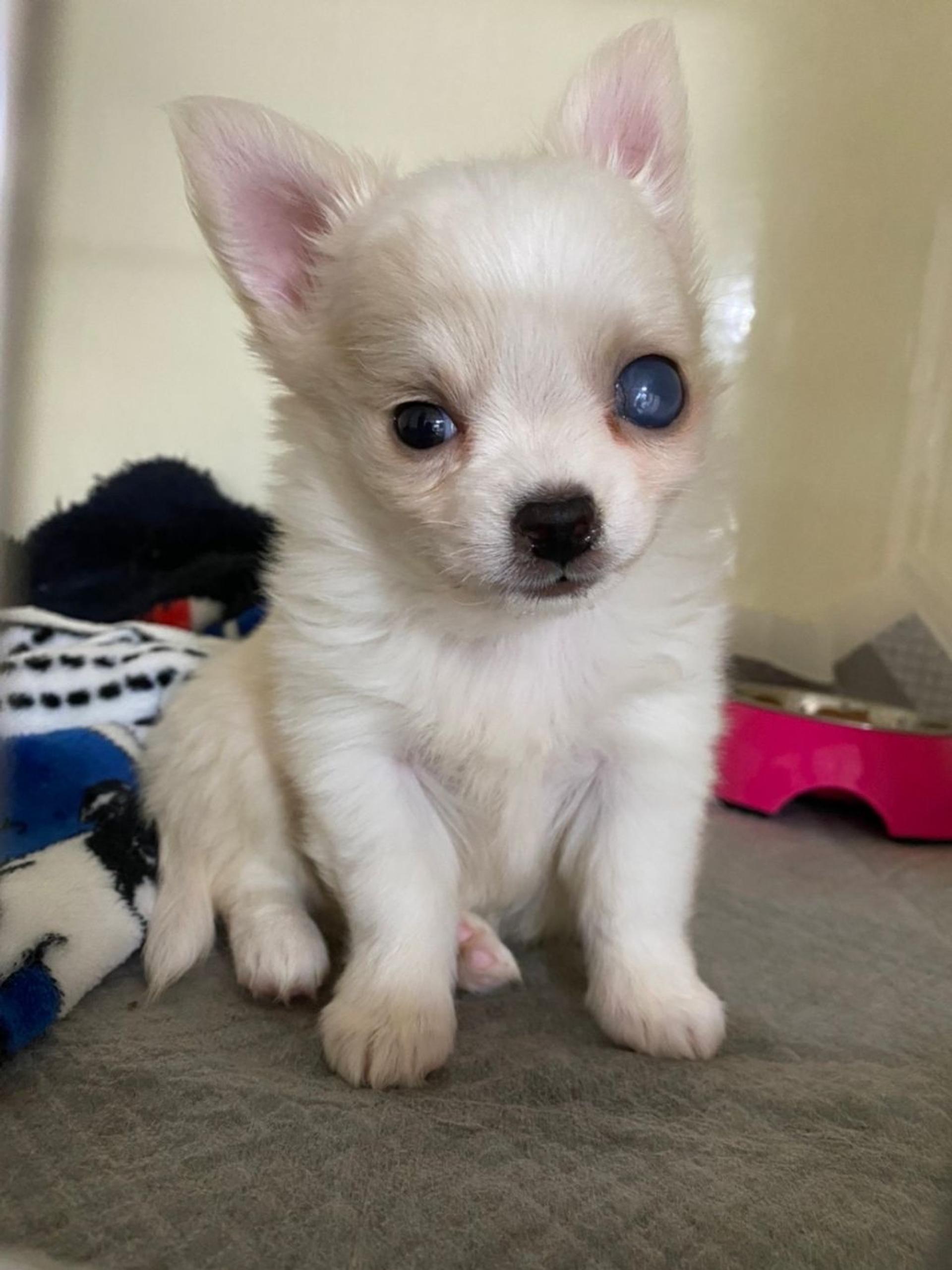 pet-image-2