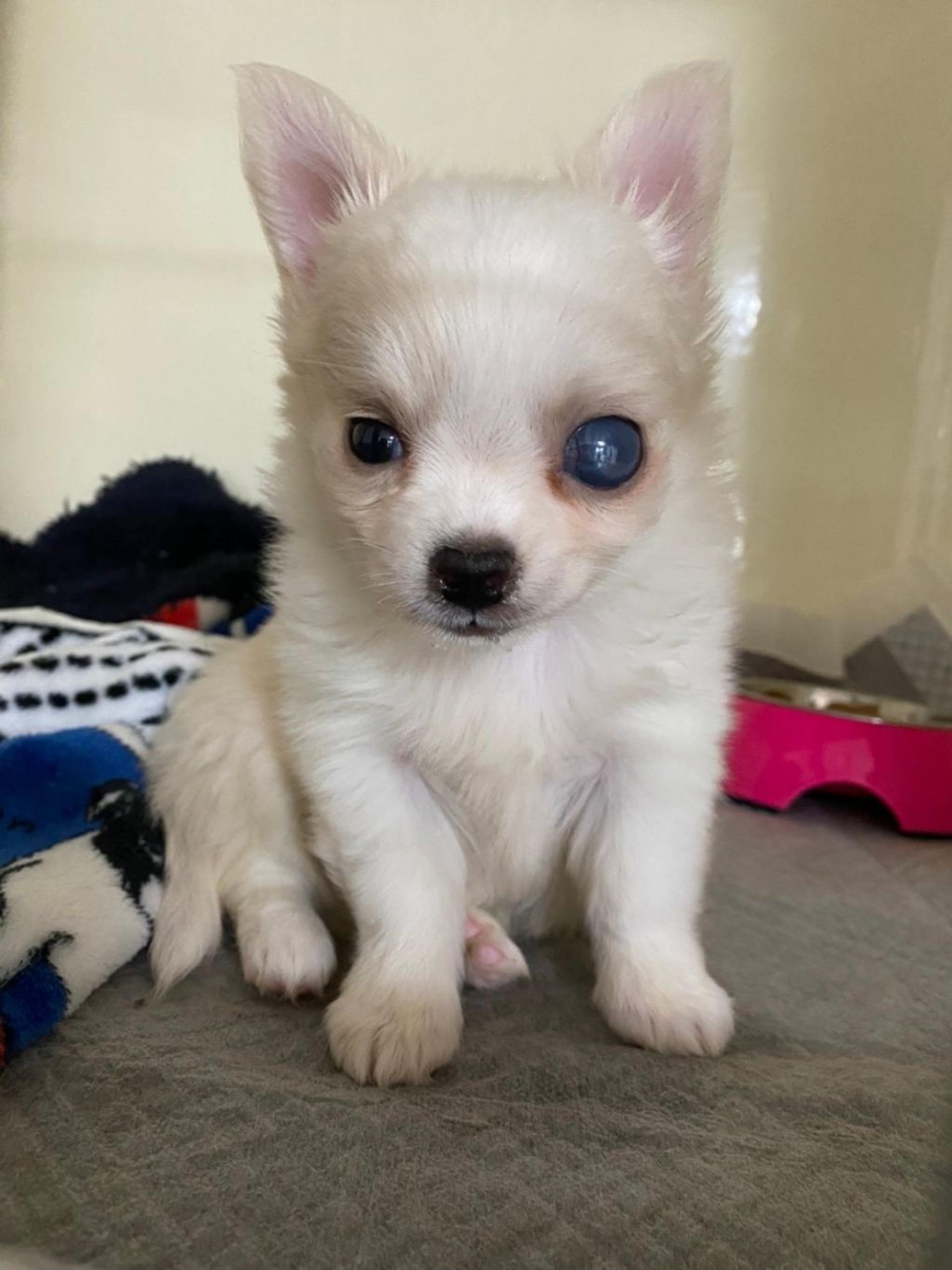 pet-image-3