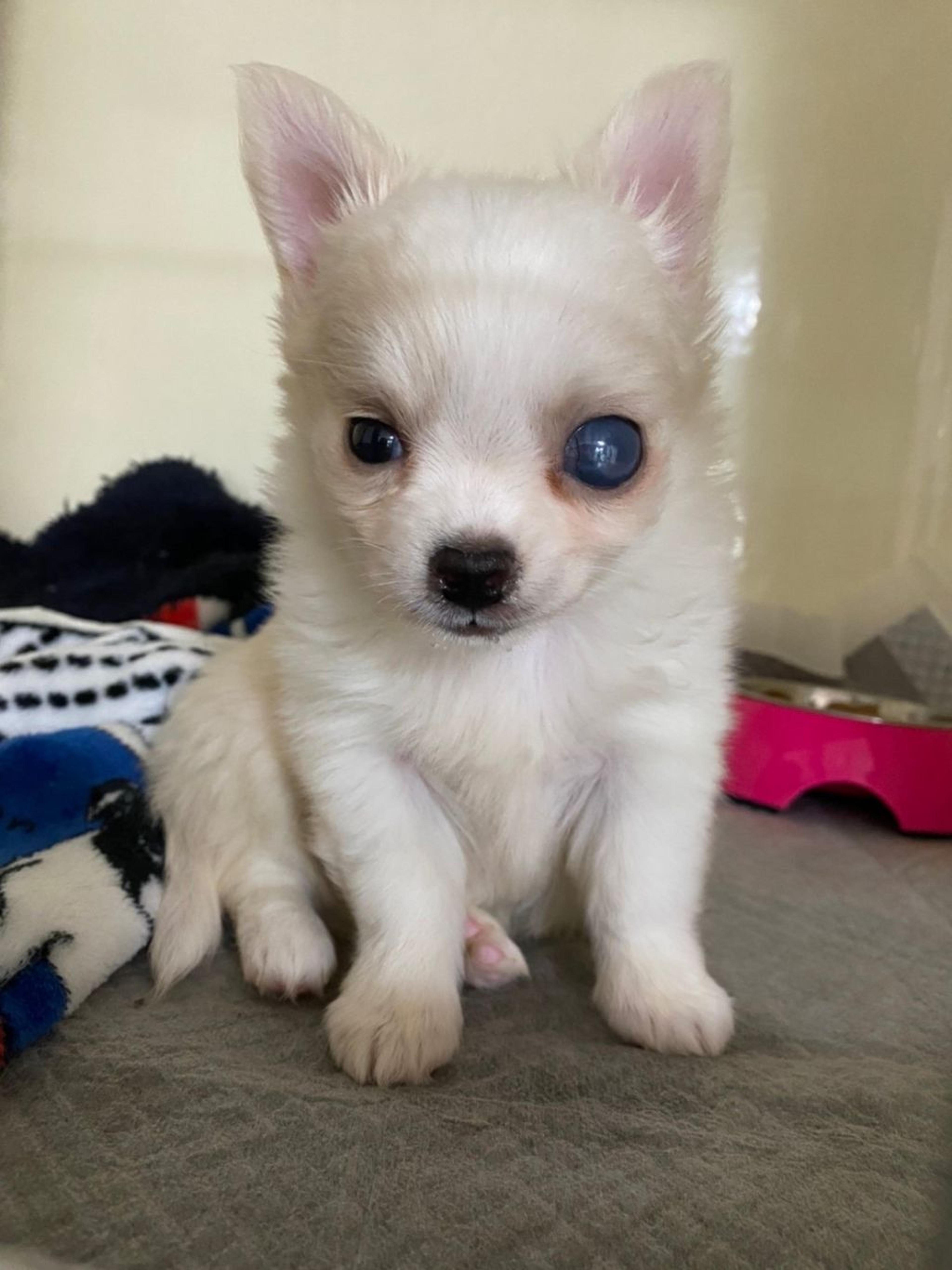pet-image-3