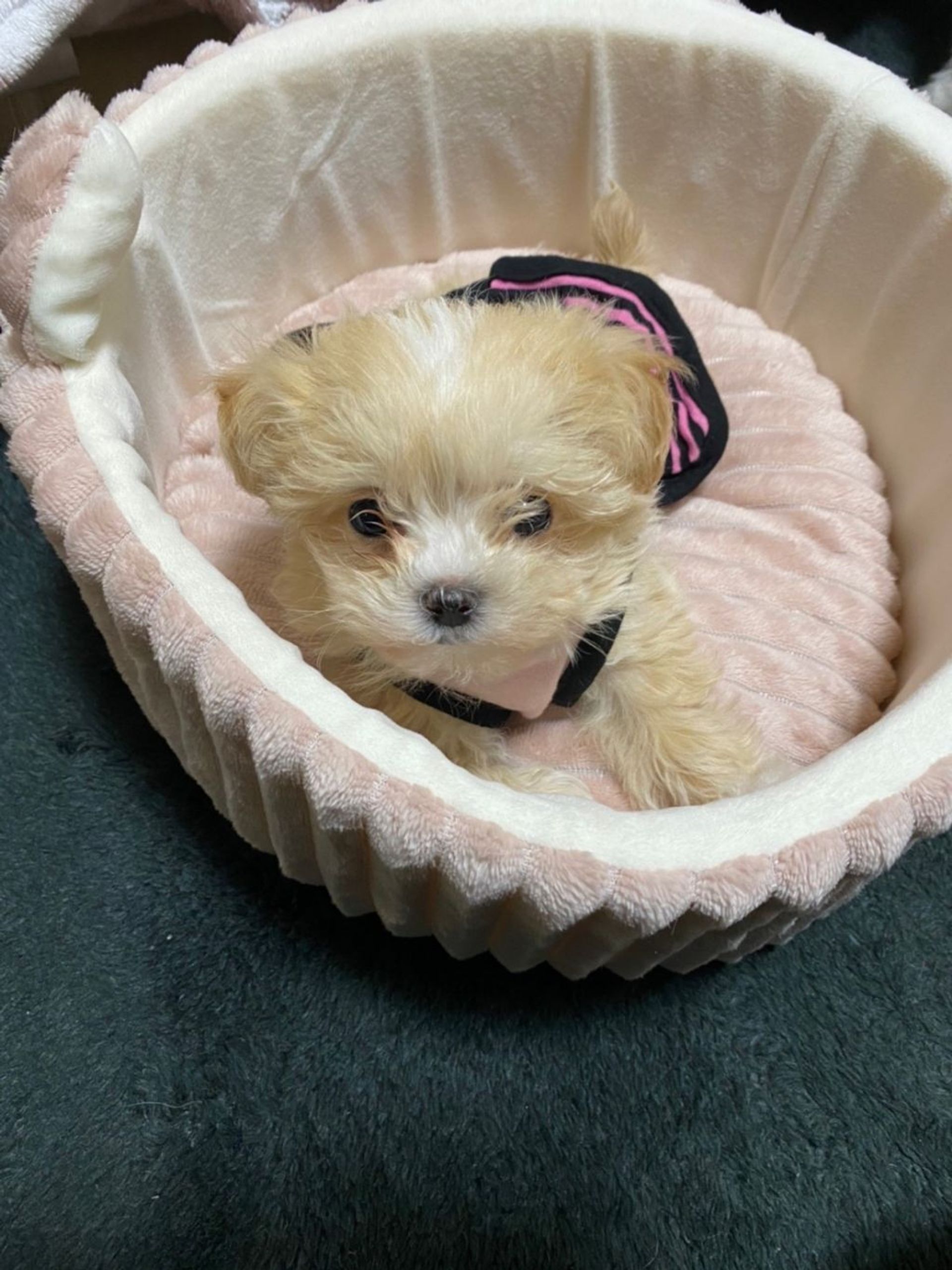 雑種（ミックス犬）・メスの里親募集の写真