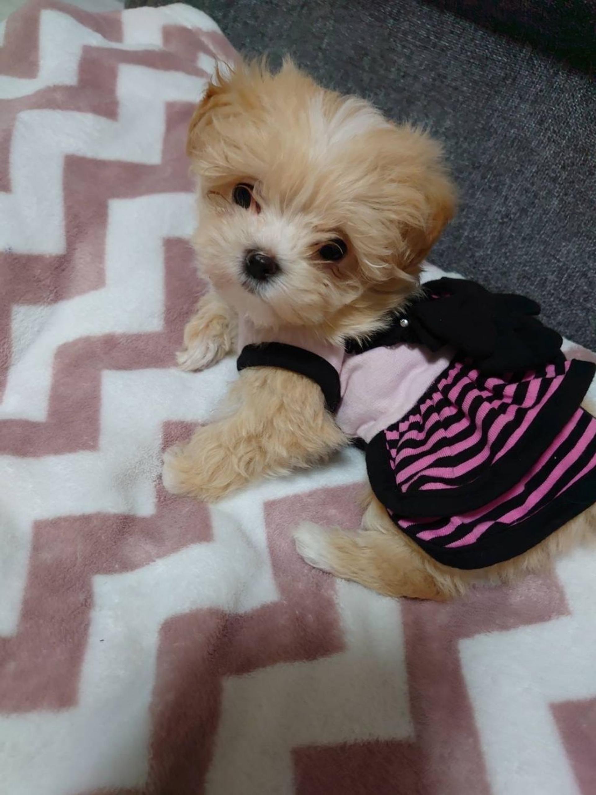 pet-image-2