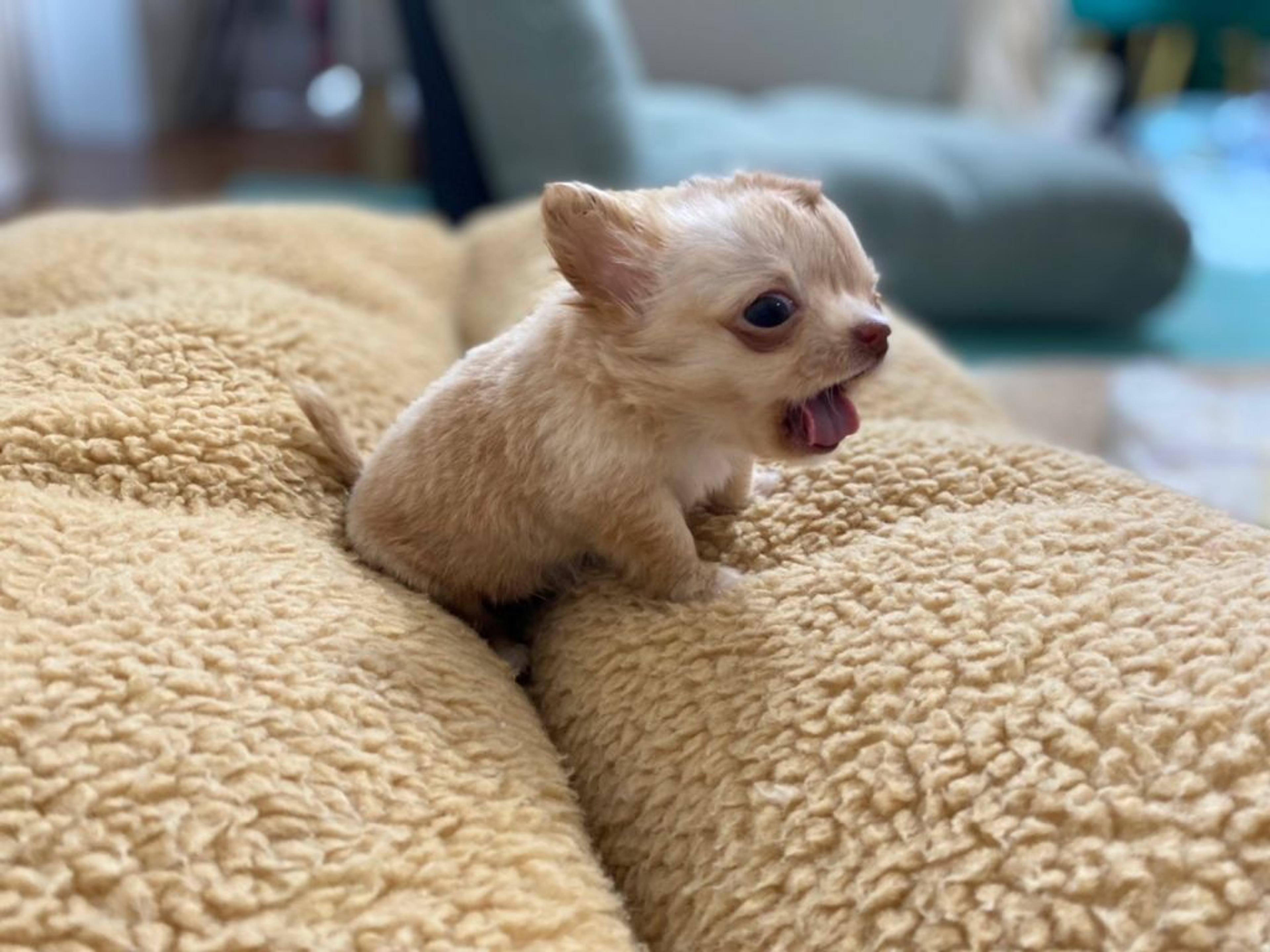 pet-image-3
