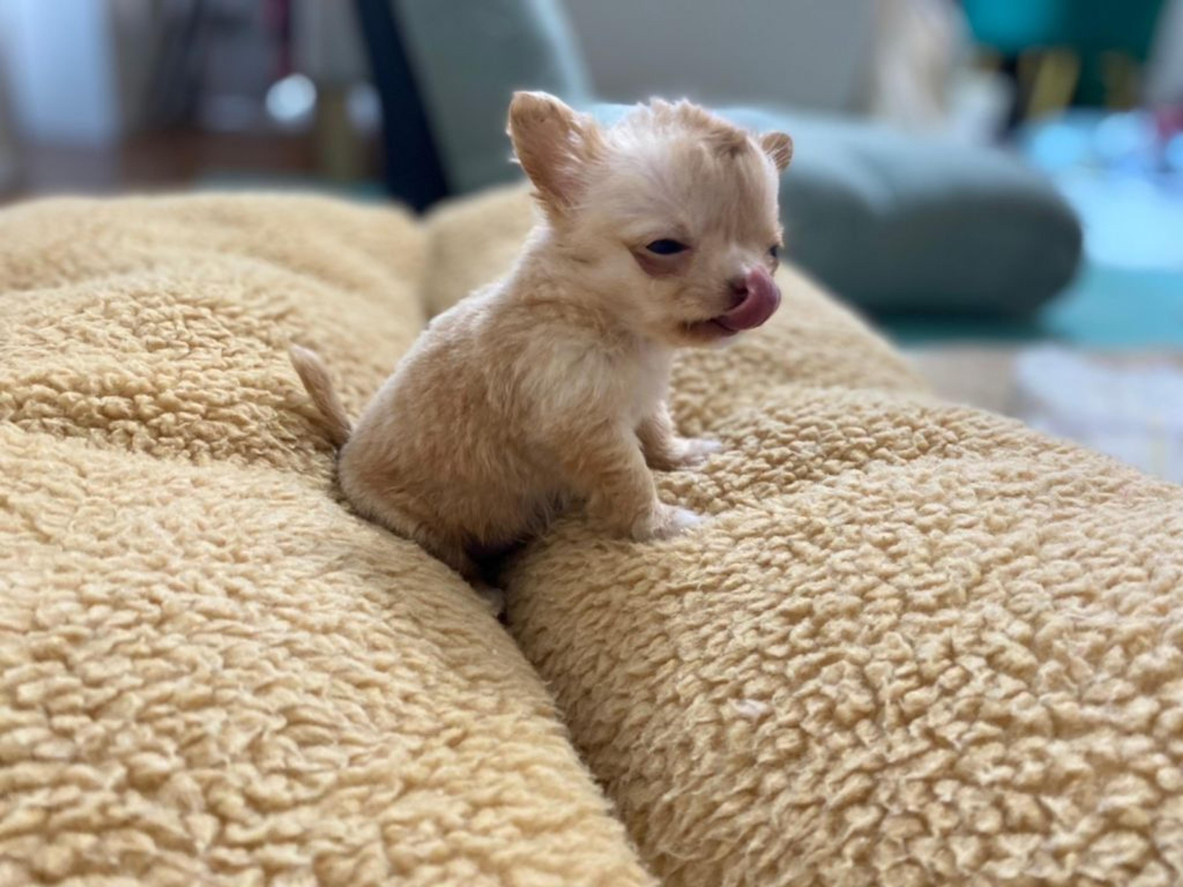 pet-image-4