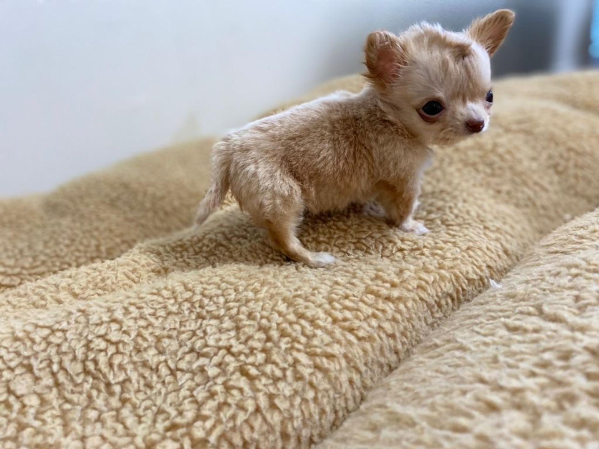 pet-image-5