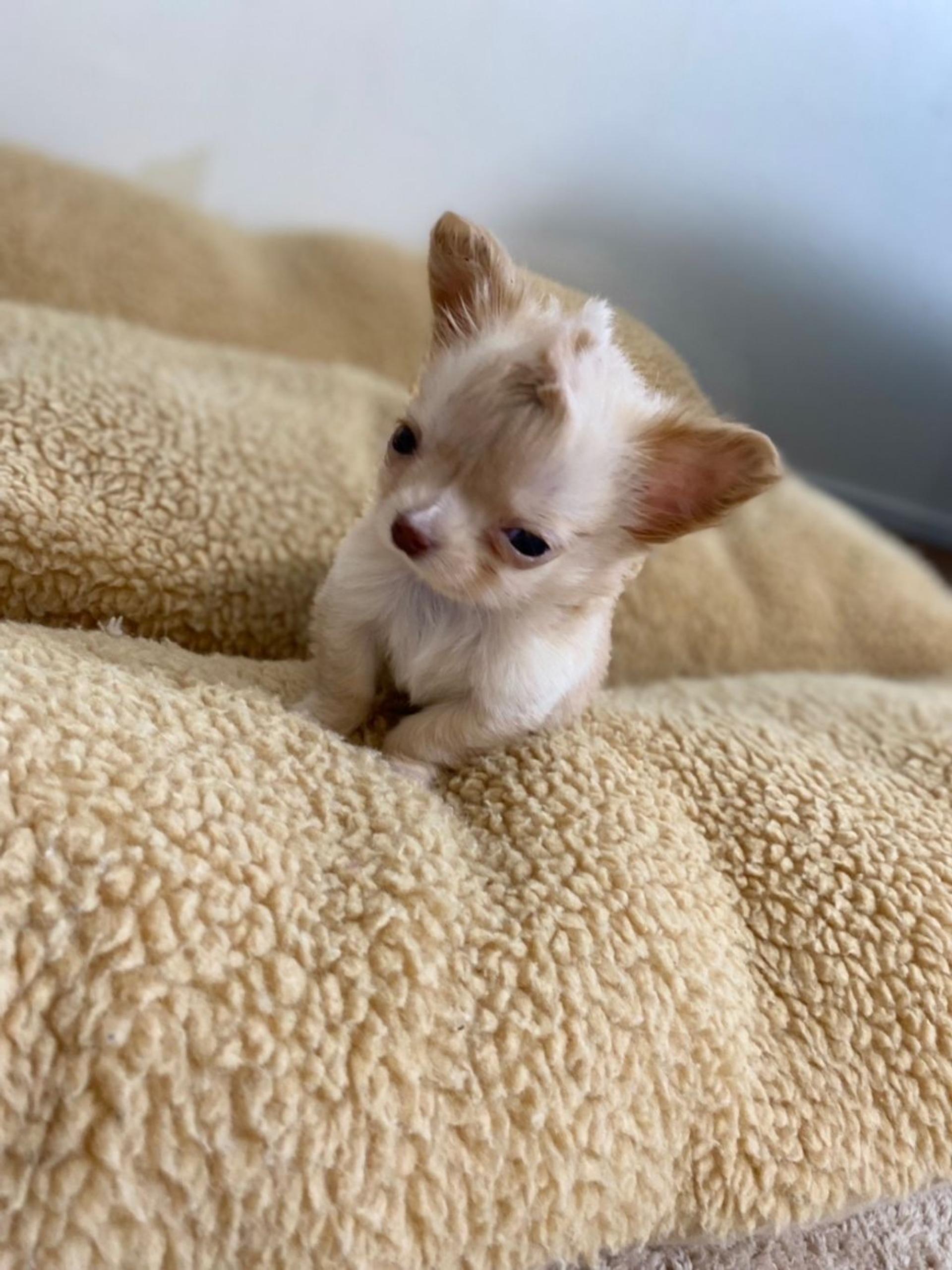 pet-image-6