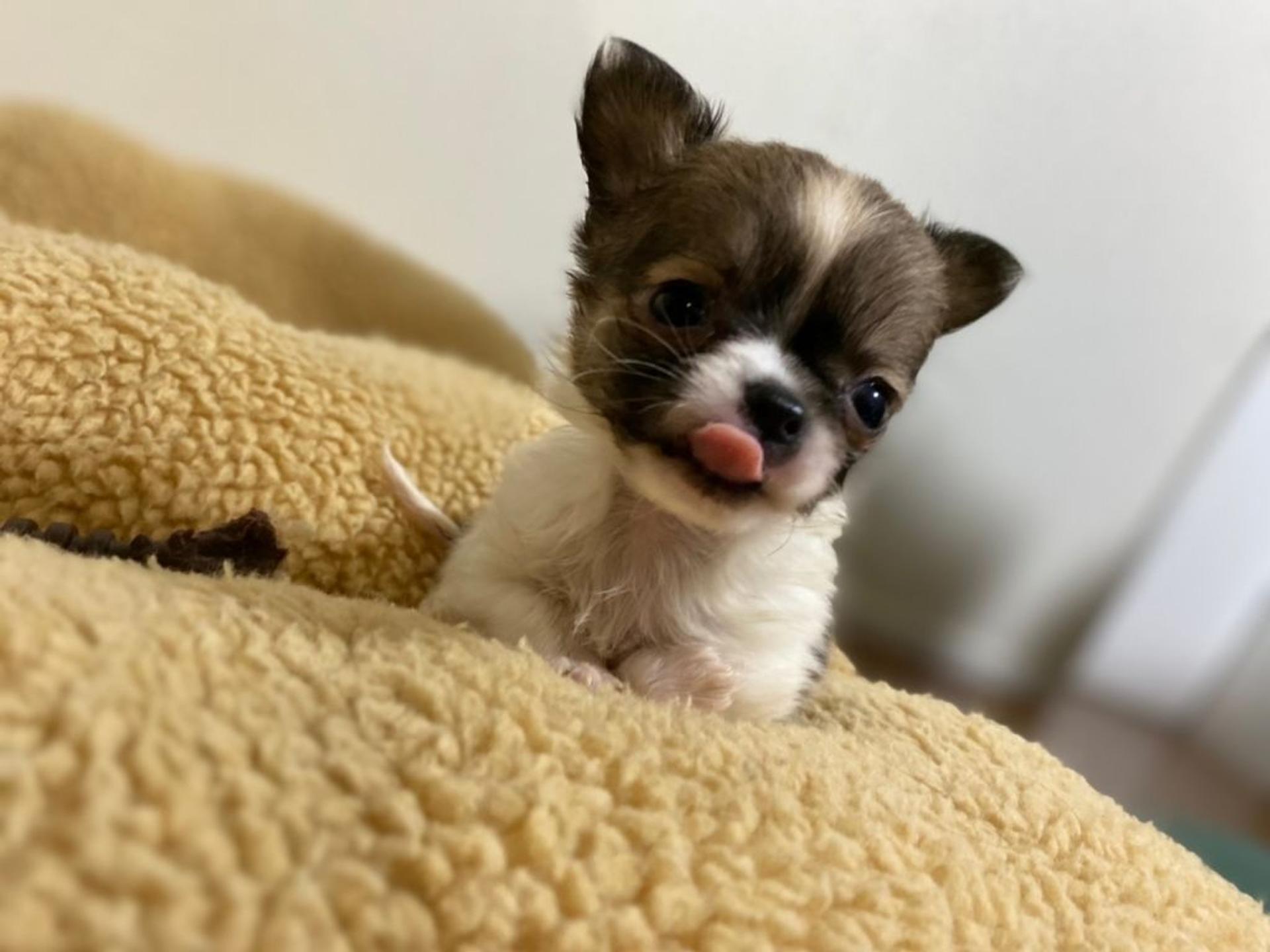 pet-image-2