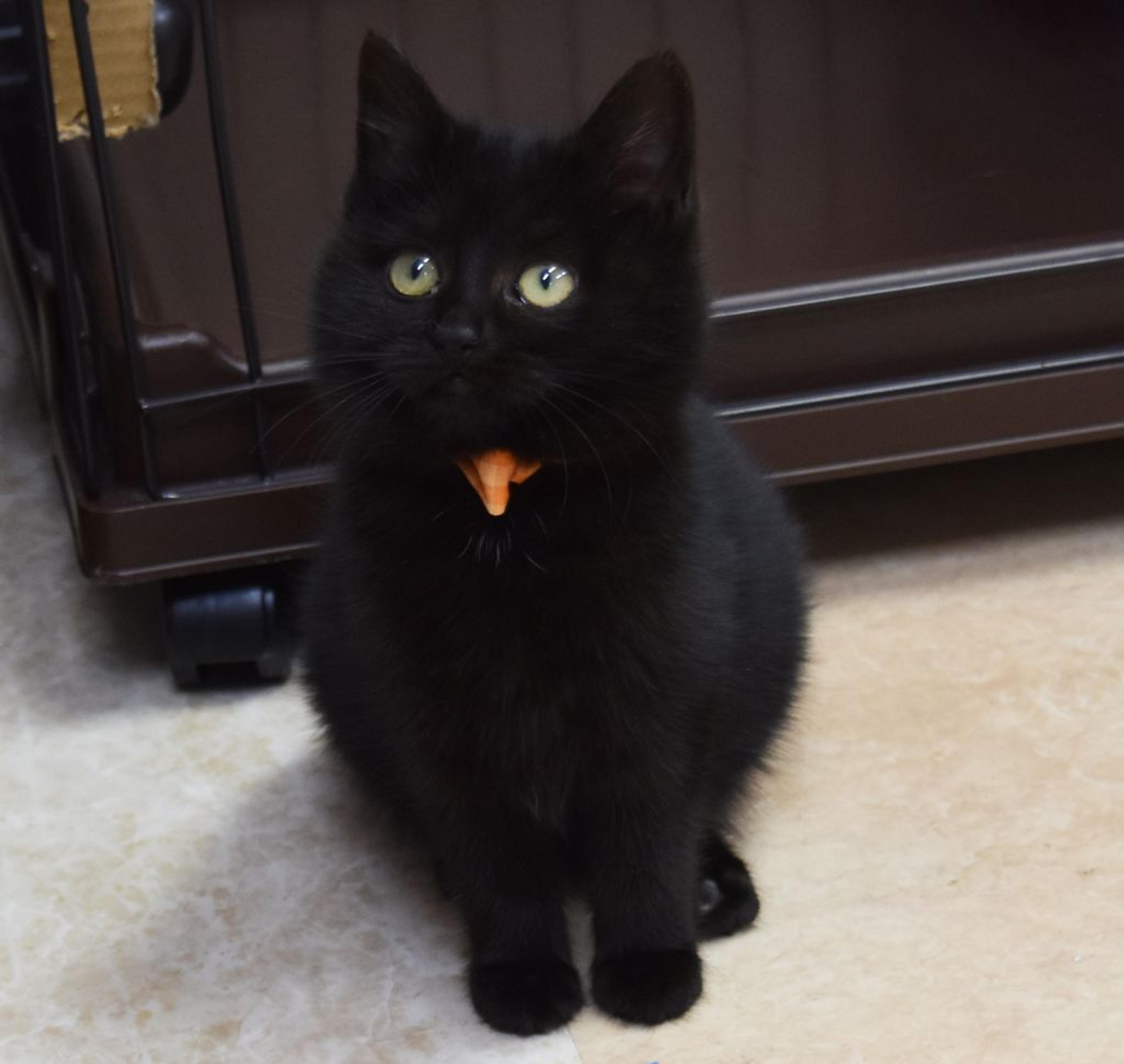 pet-image-2