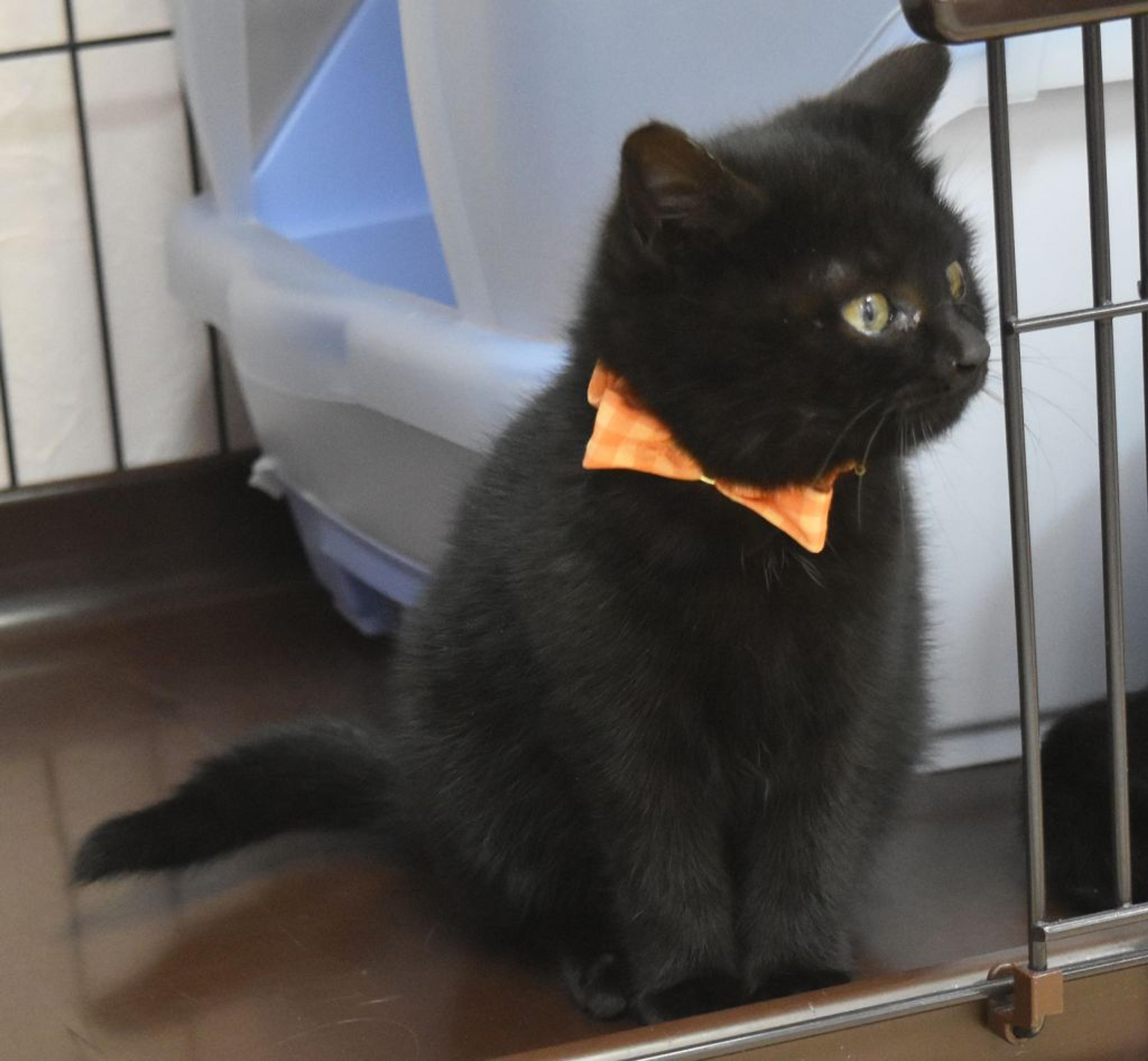 pet-image-3