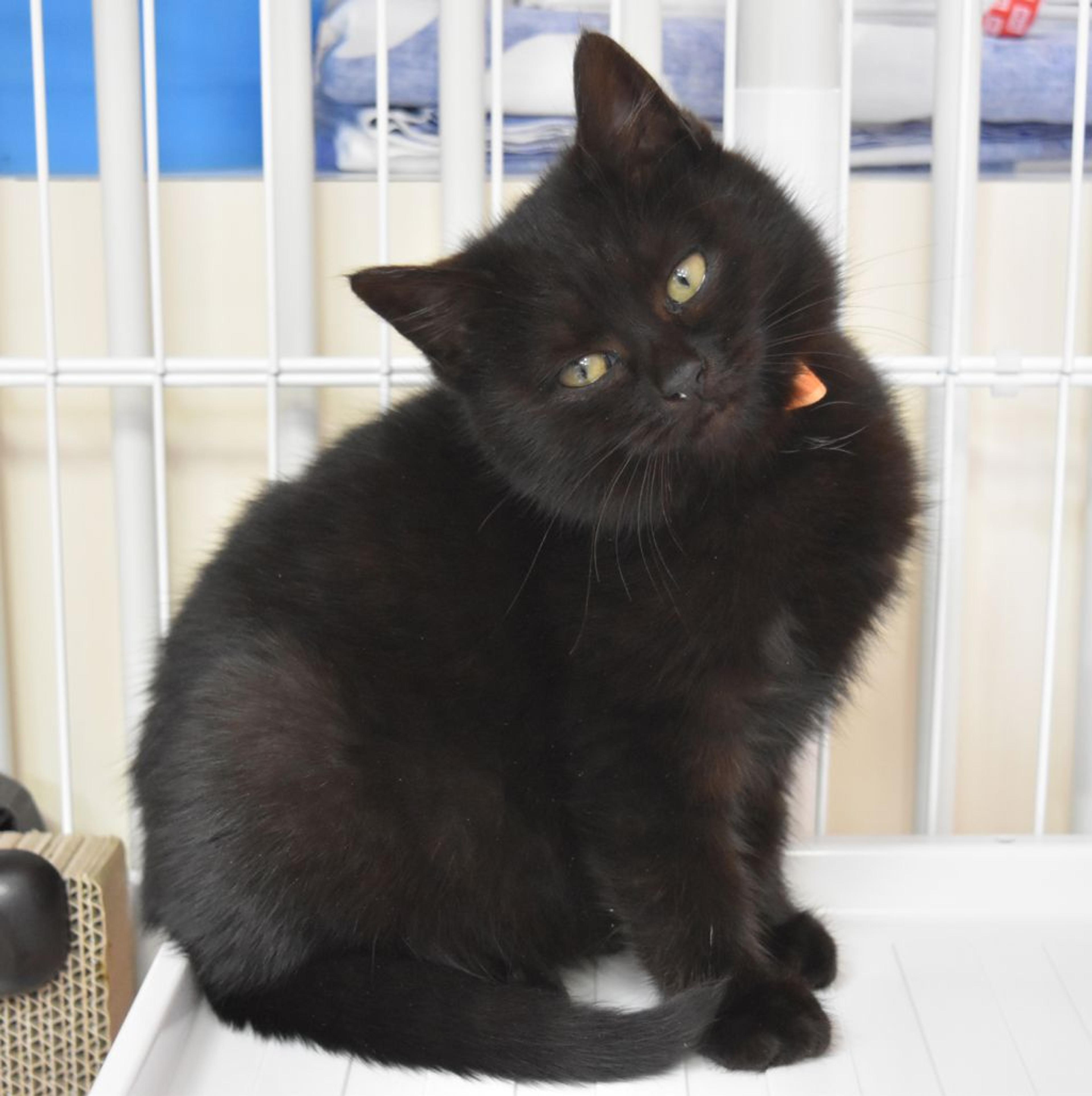 pet-image-5